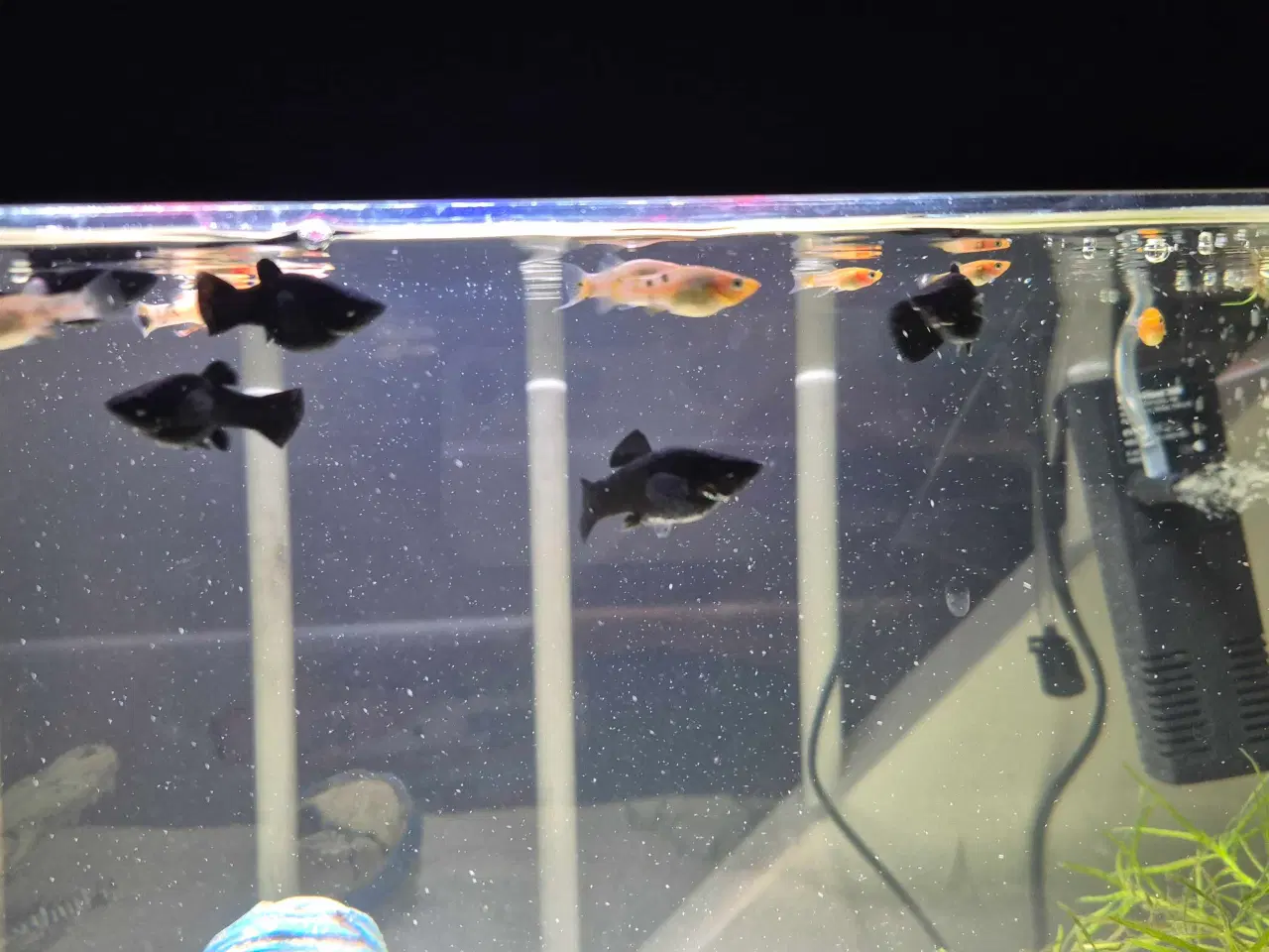 Billede 1 - Poecilia sphenops / Molly mix