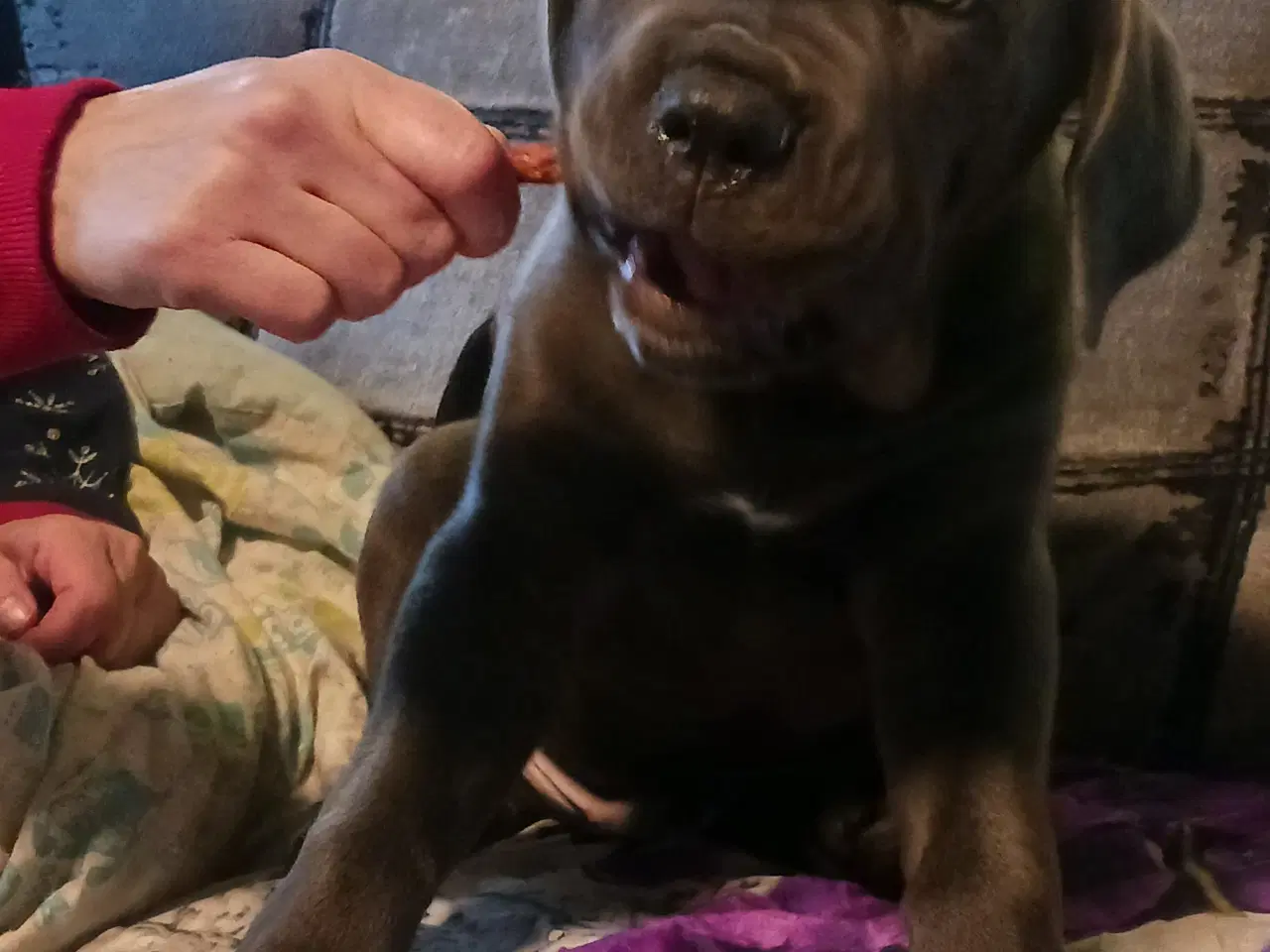 Billede 2 - Cane Corso Italiano