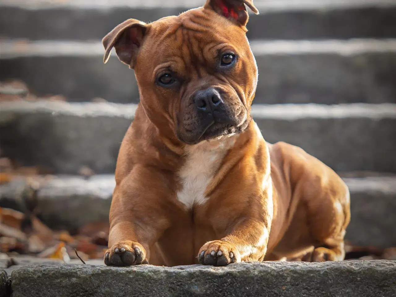 Billede 9 - Staffordshire Bull terrier tæve 