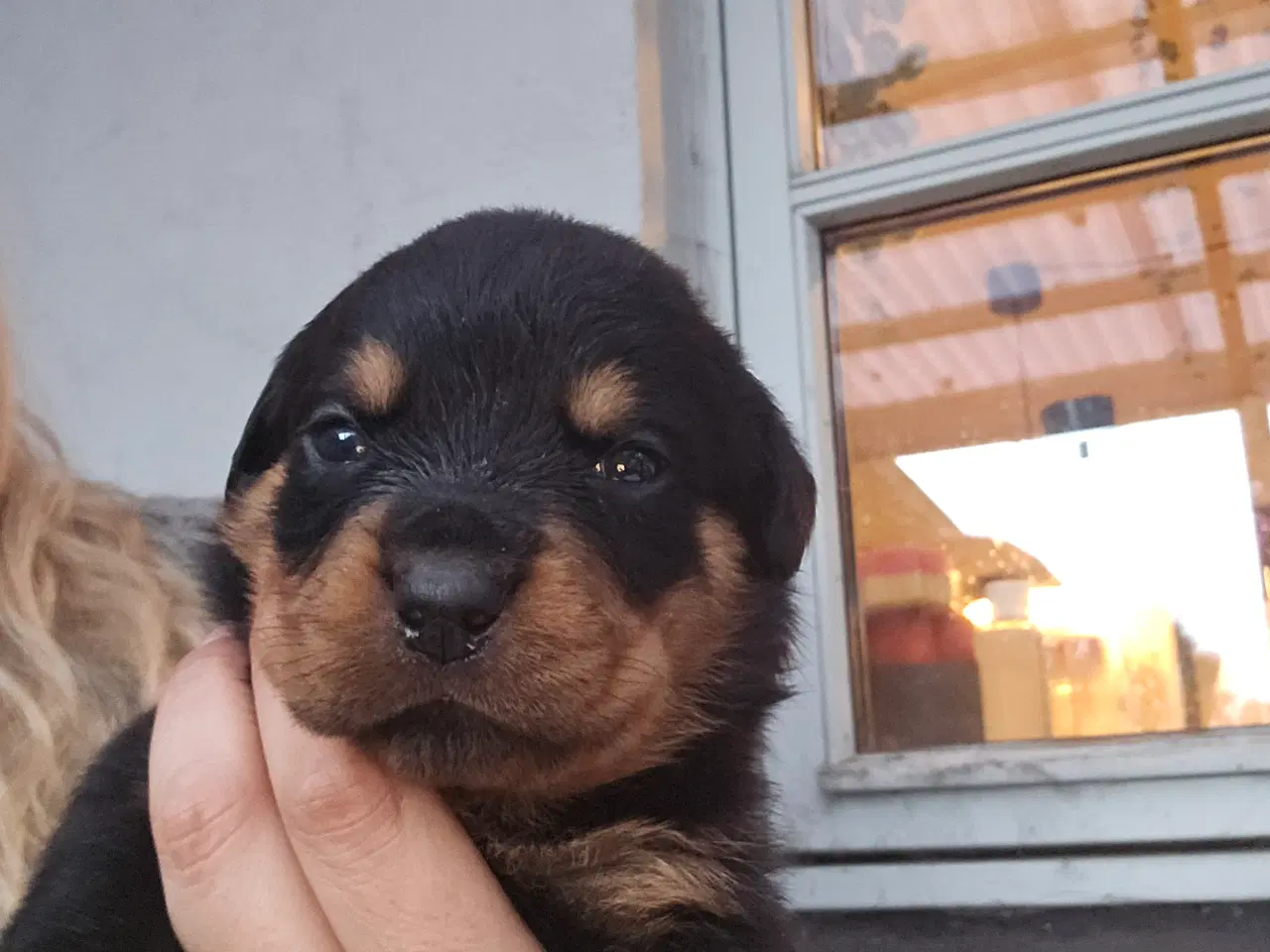 Billede 1 - Rottweiler hvalpe