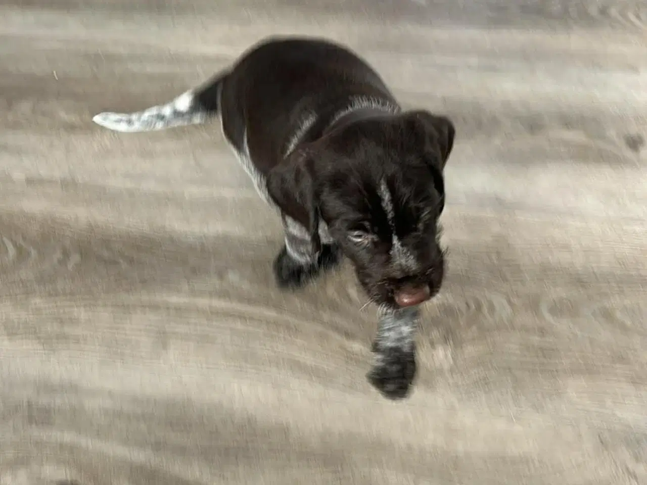 Billede 3 - Rughårede hønsehunds hvalpe