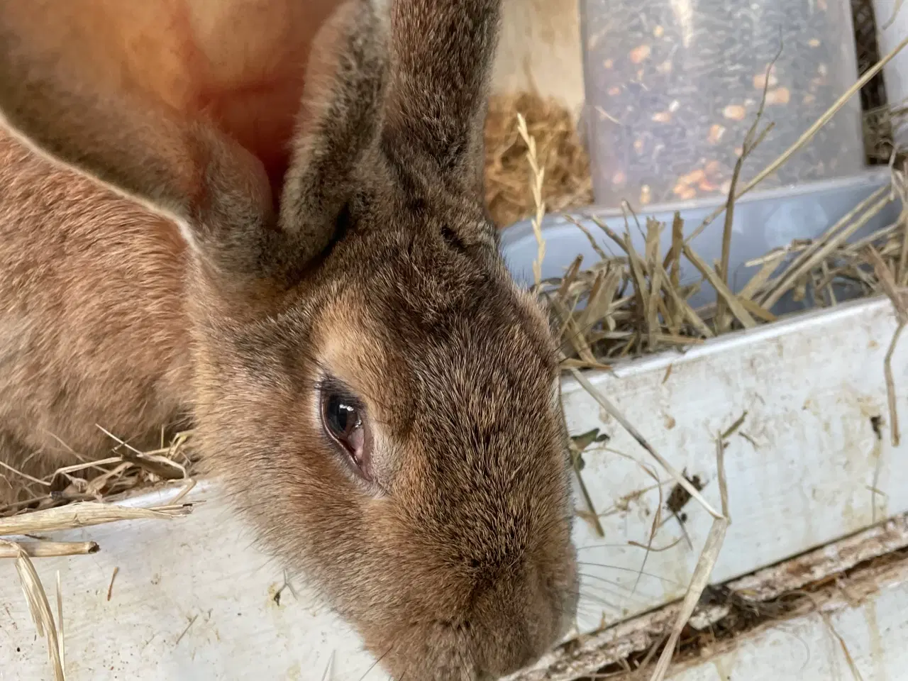 Billede 4 - Franskvædder/ begiskkæmpe unger