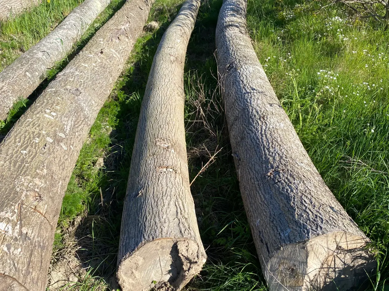 Billede 2 - Planketømmer - asketræ