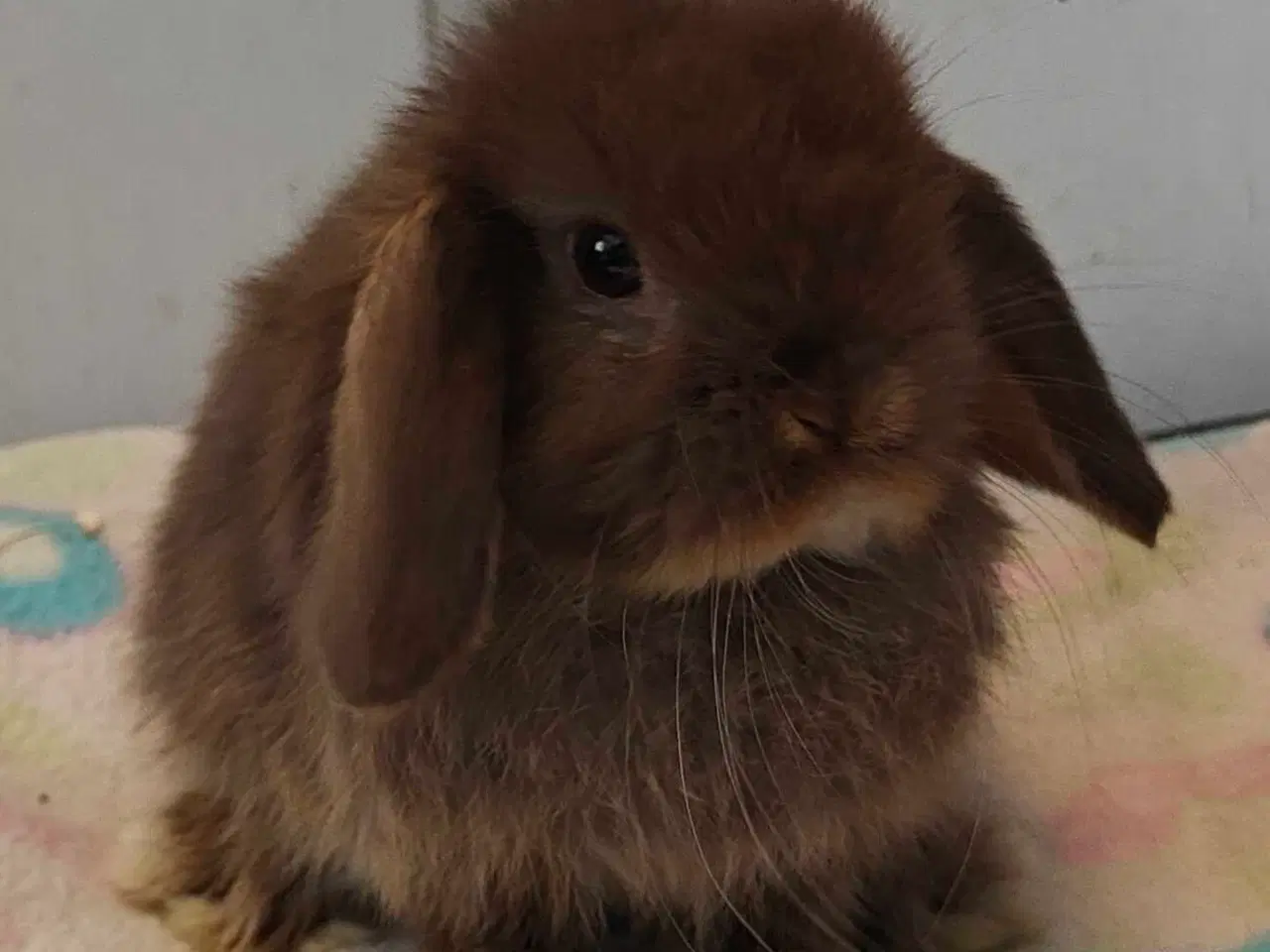 Billede 14 - Minilop