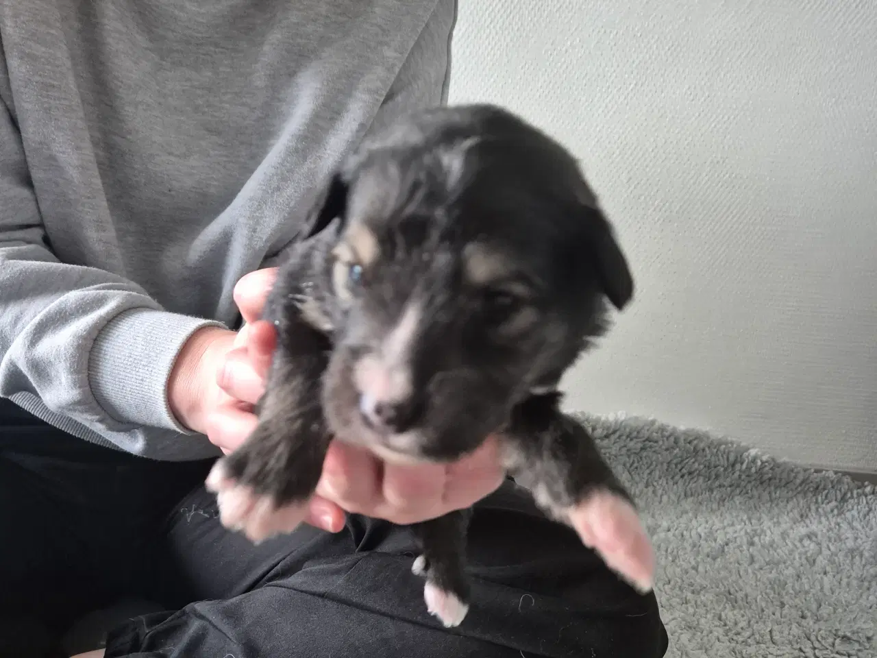 Billede 4 - Blanding hunde hvalpe 