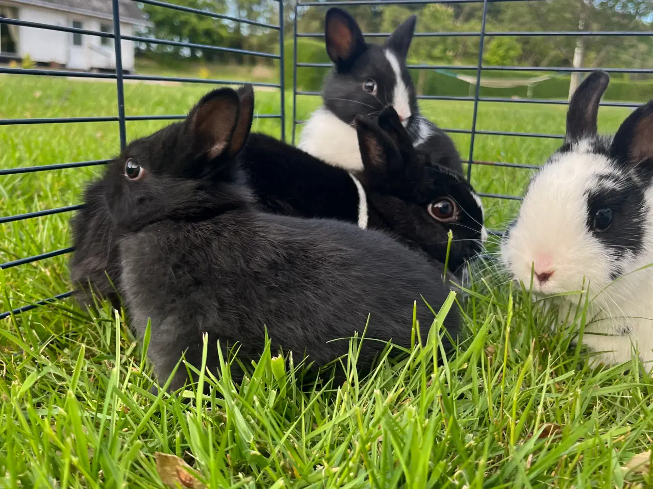 Billede 4 - Hermelin Han