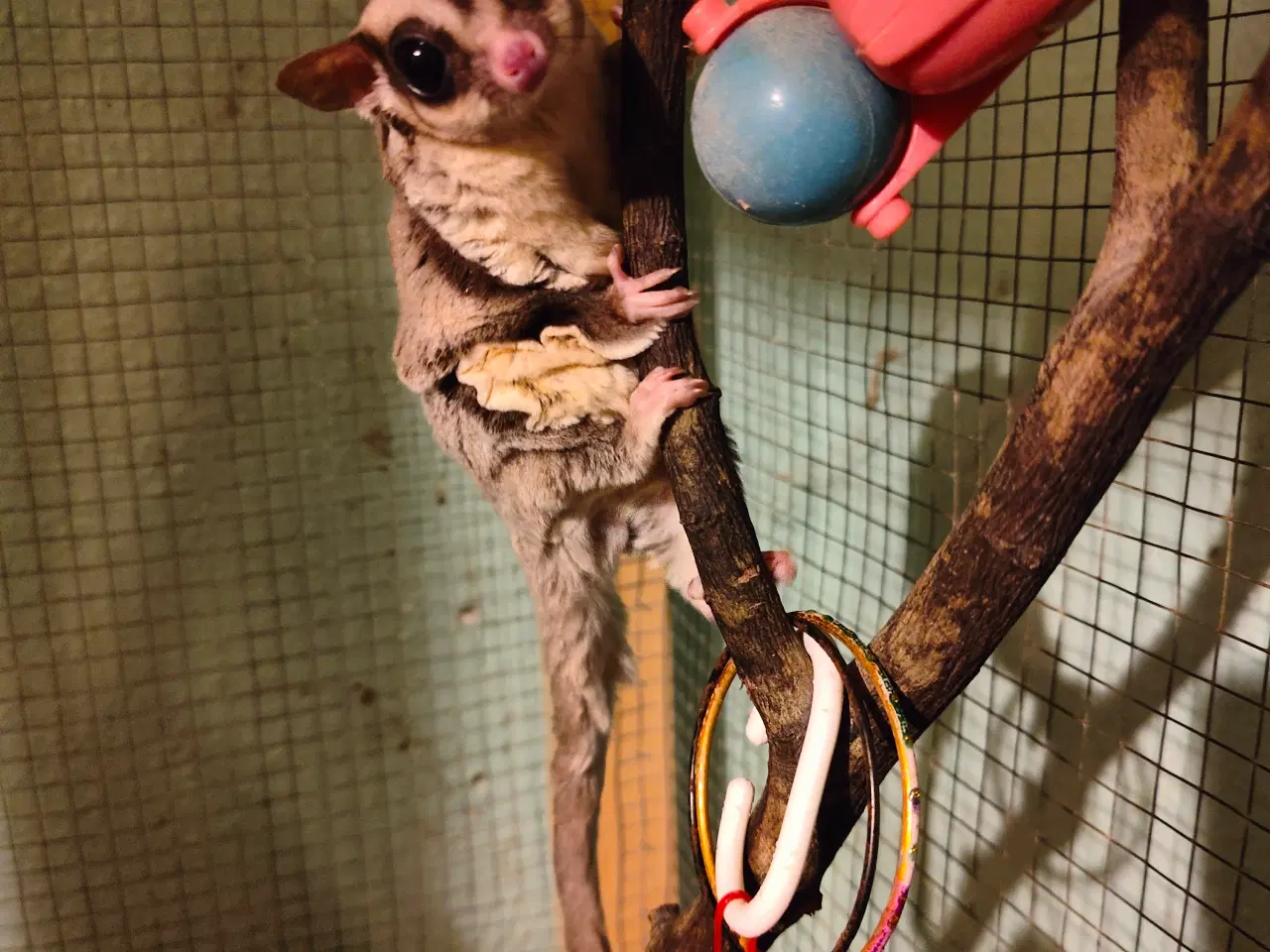 Billede 1 - Sugarglider Flyvepungegern gruppe