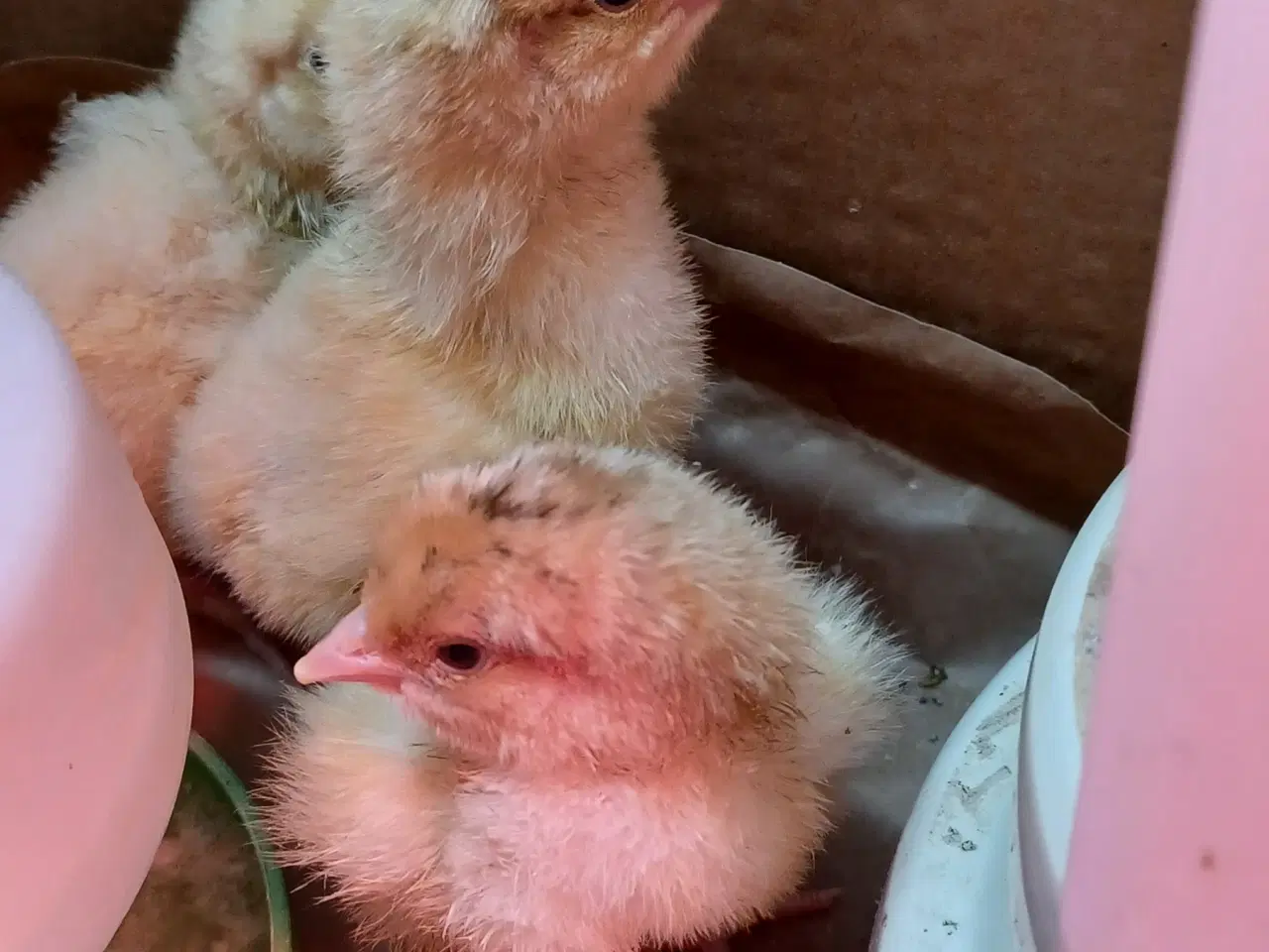 Billede 1 - ORPINGTON, daggamle kyllinger