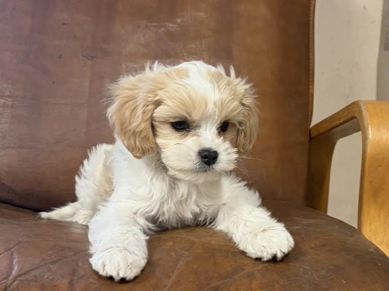 Billede 9 - Den smukkeste Mini Cavapoo pige 