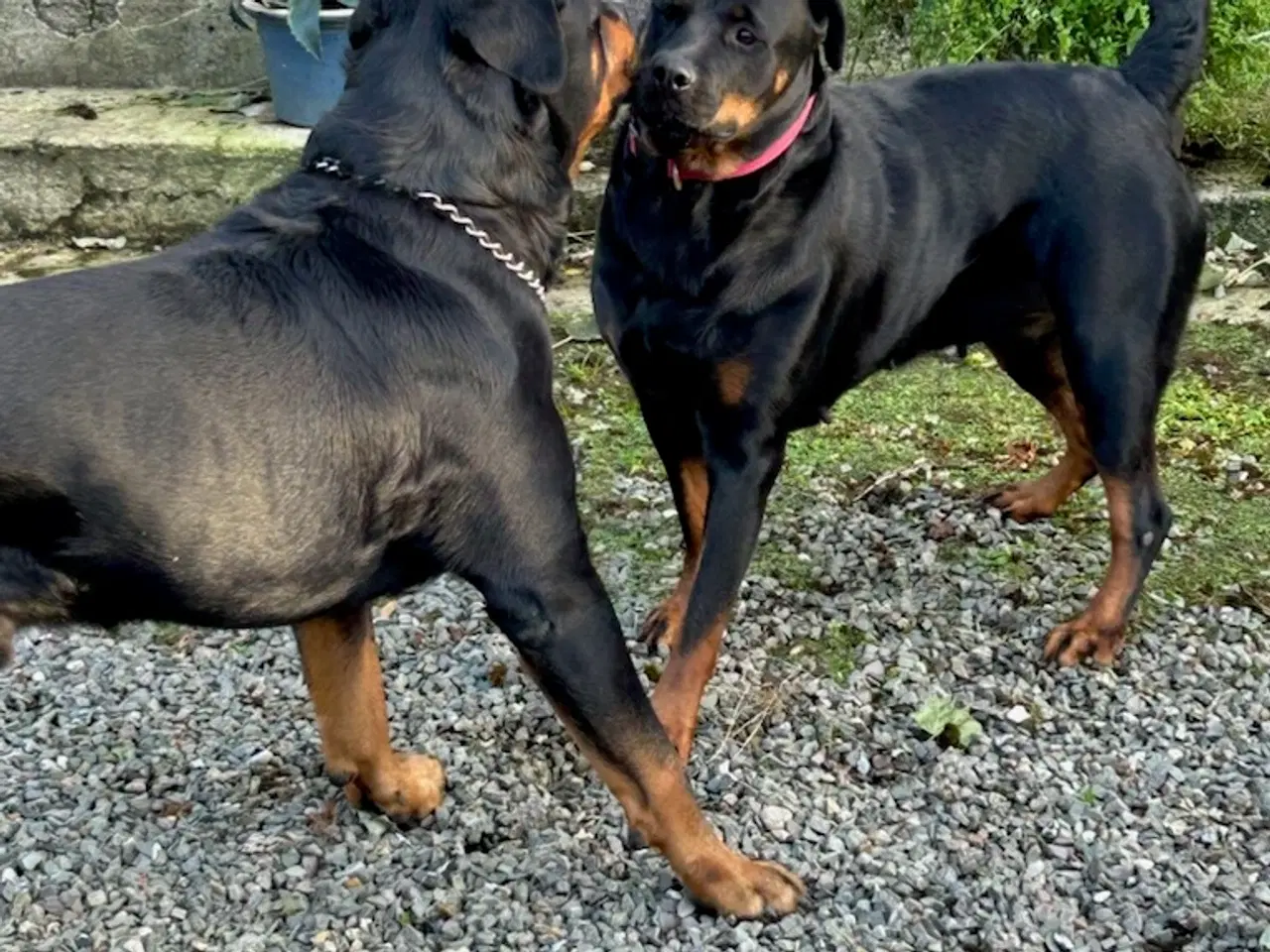 Billede 3 - Rottweiler hvalpe 