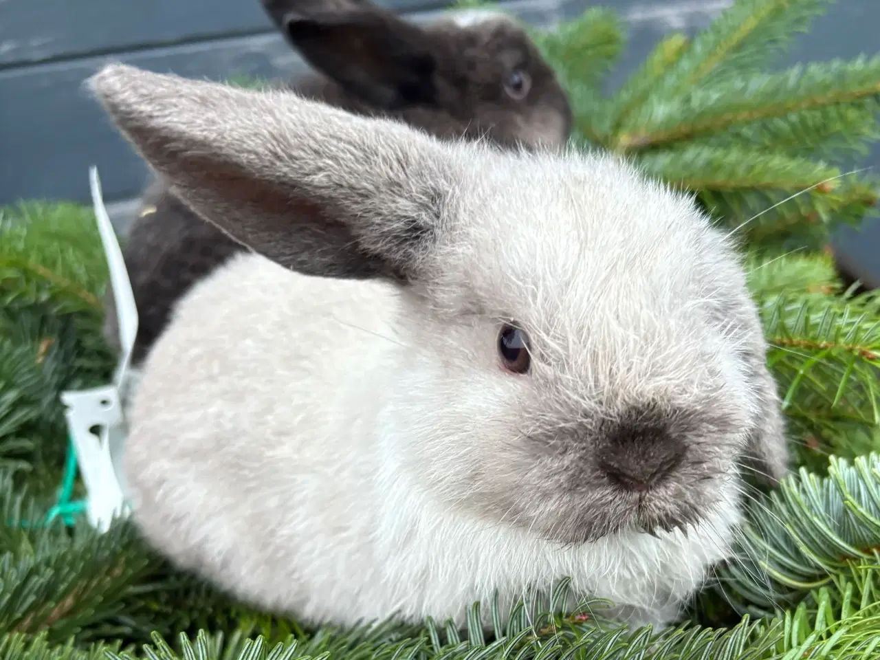 Billede 2 - Minilops pige