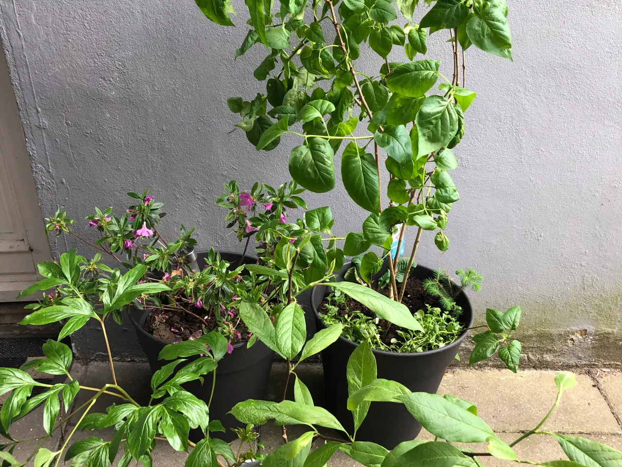 Billede 1 - Syren,magnolia,bonderose,azalea 