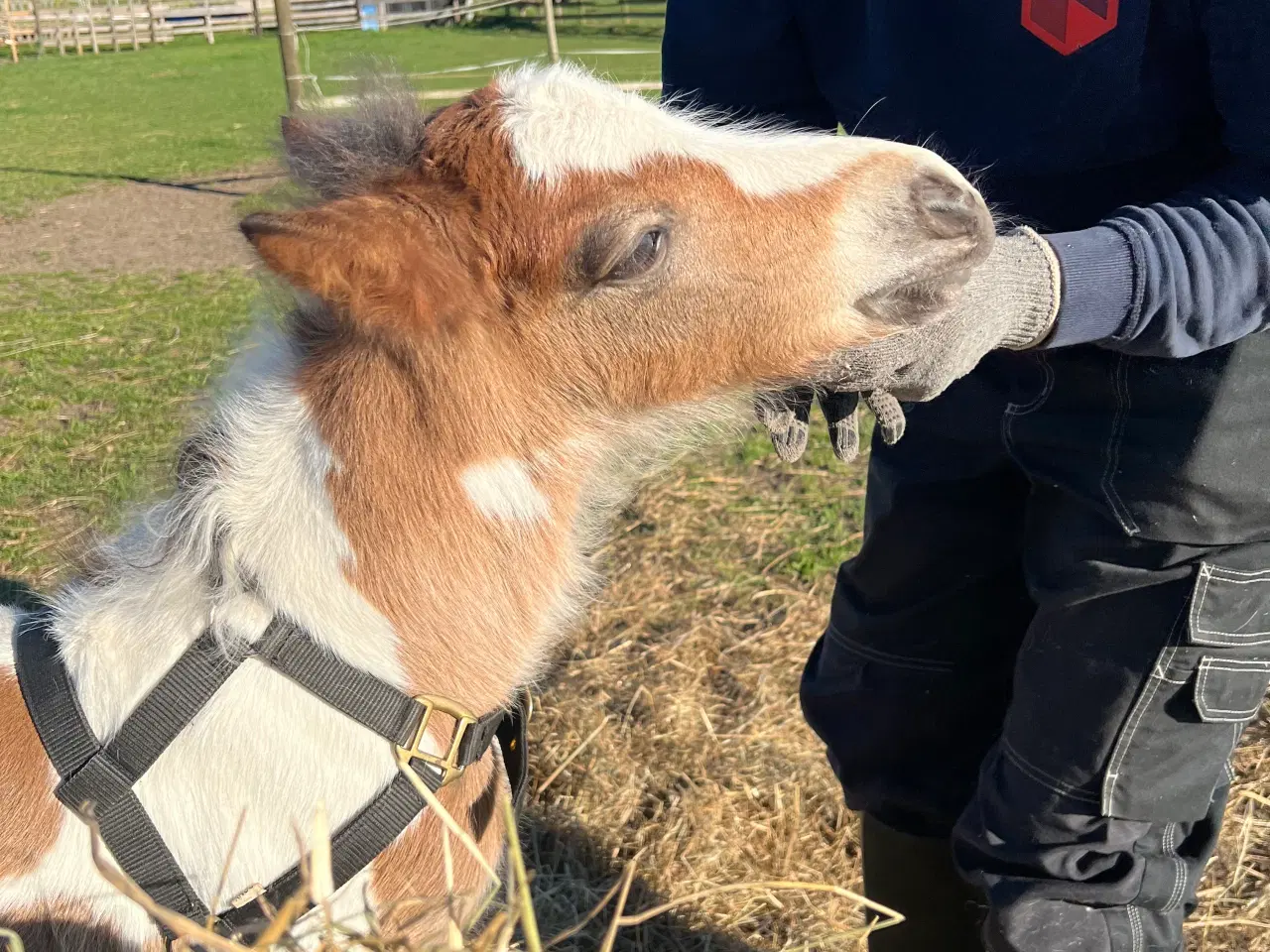 Billede 5 - Mini Irish cob hingsteføl 