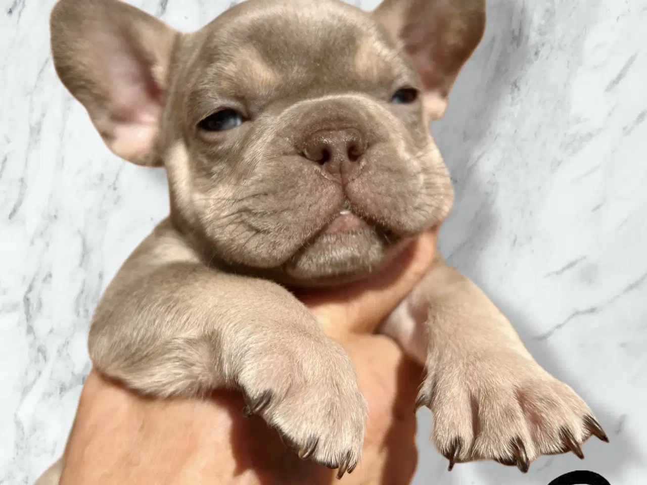 Billede 8 - Fransk bulldog hvalpe m stamtavle fra Avlsgodkende