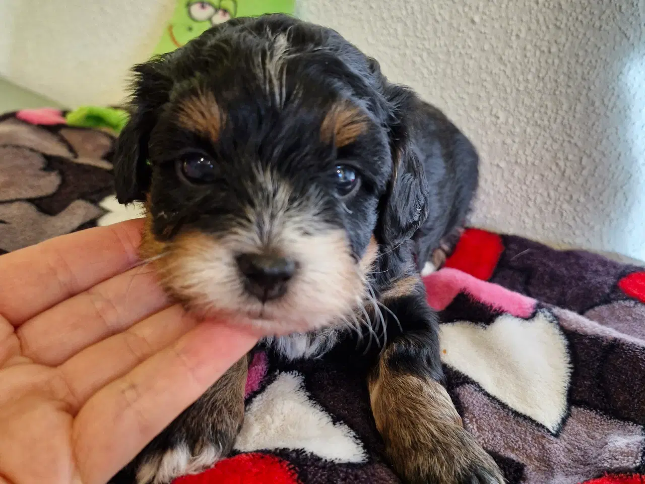 Billede 2 - Havapoo hvalpe til salg