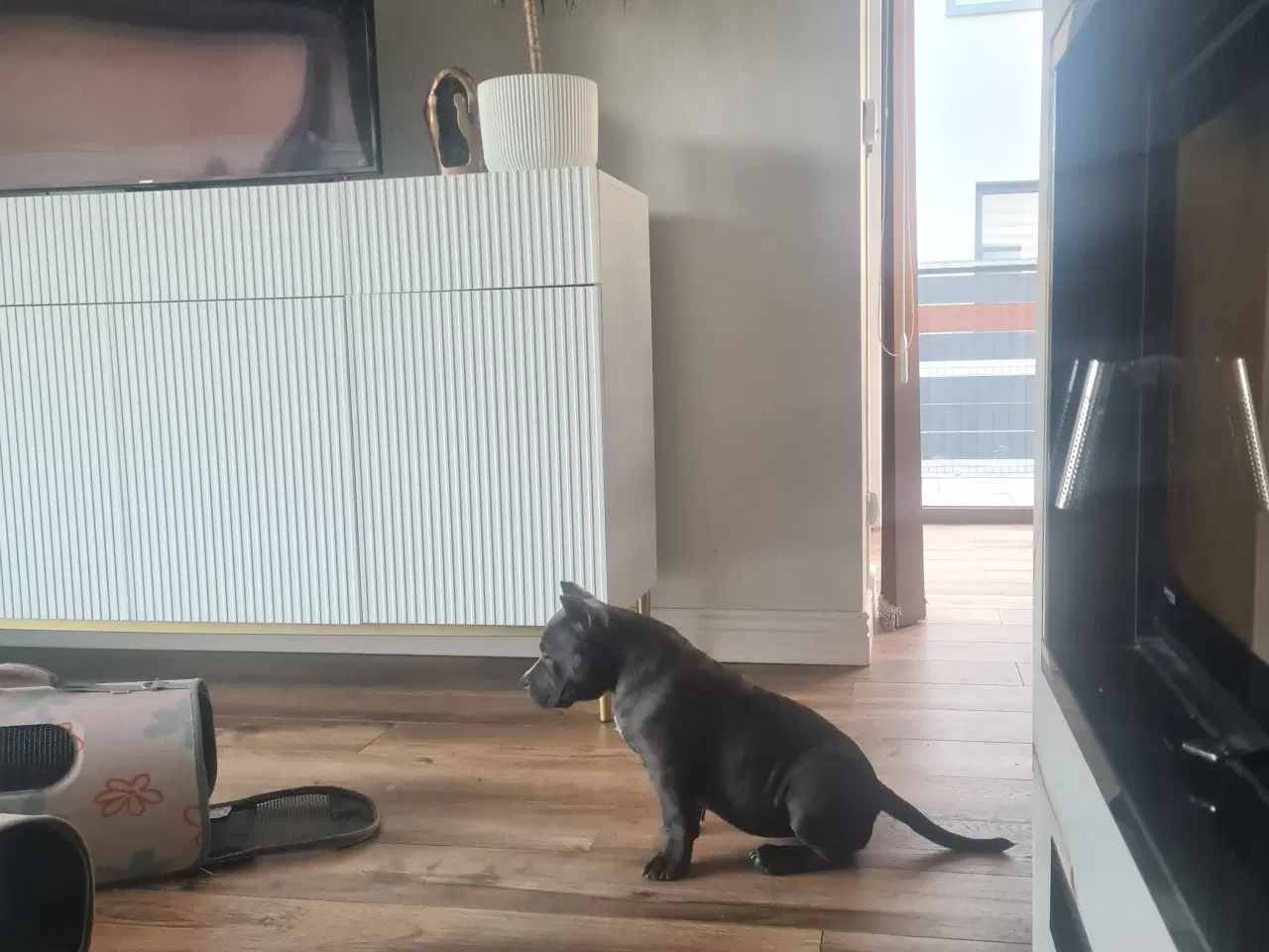 Billede 9 - American Bully Pocket abkc