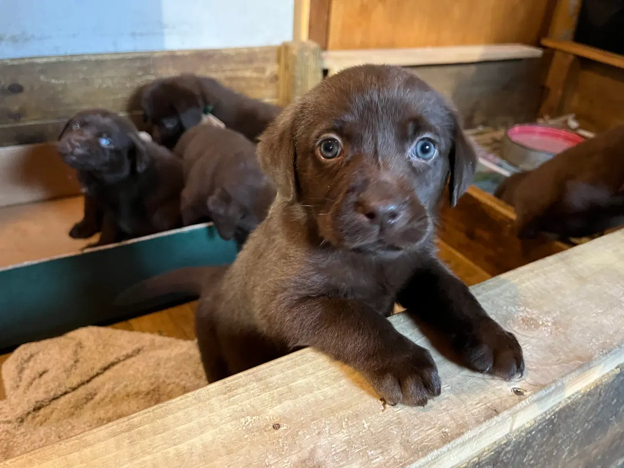 Billede 1 - Brune Labrador tævehvalpe