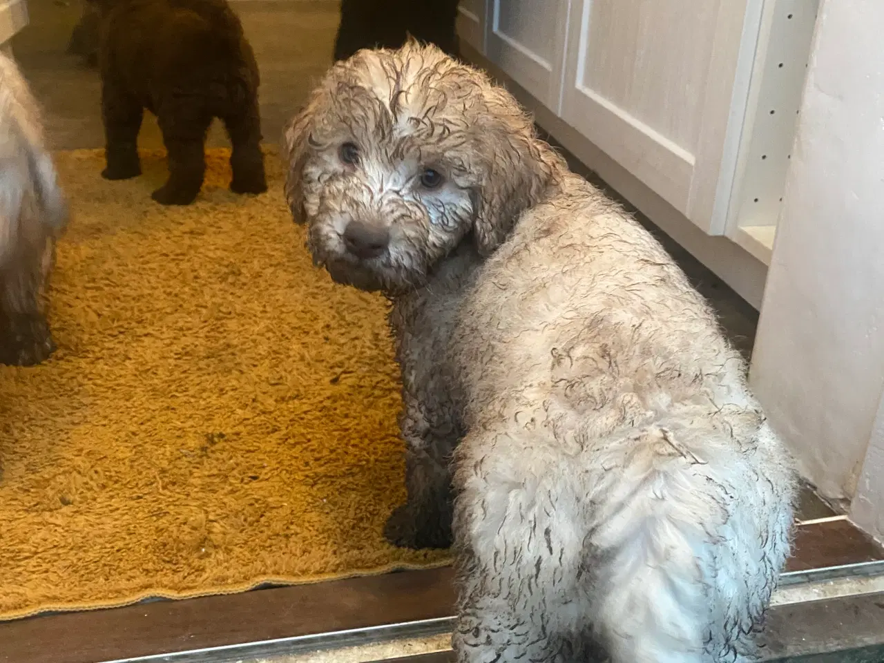 Billede 3 - Lækker labradoodle hvalp