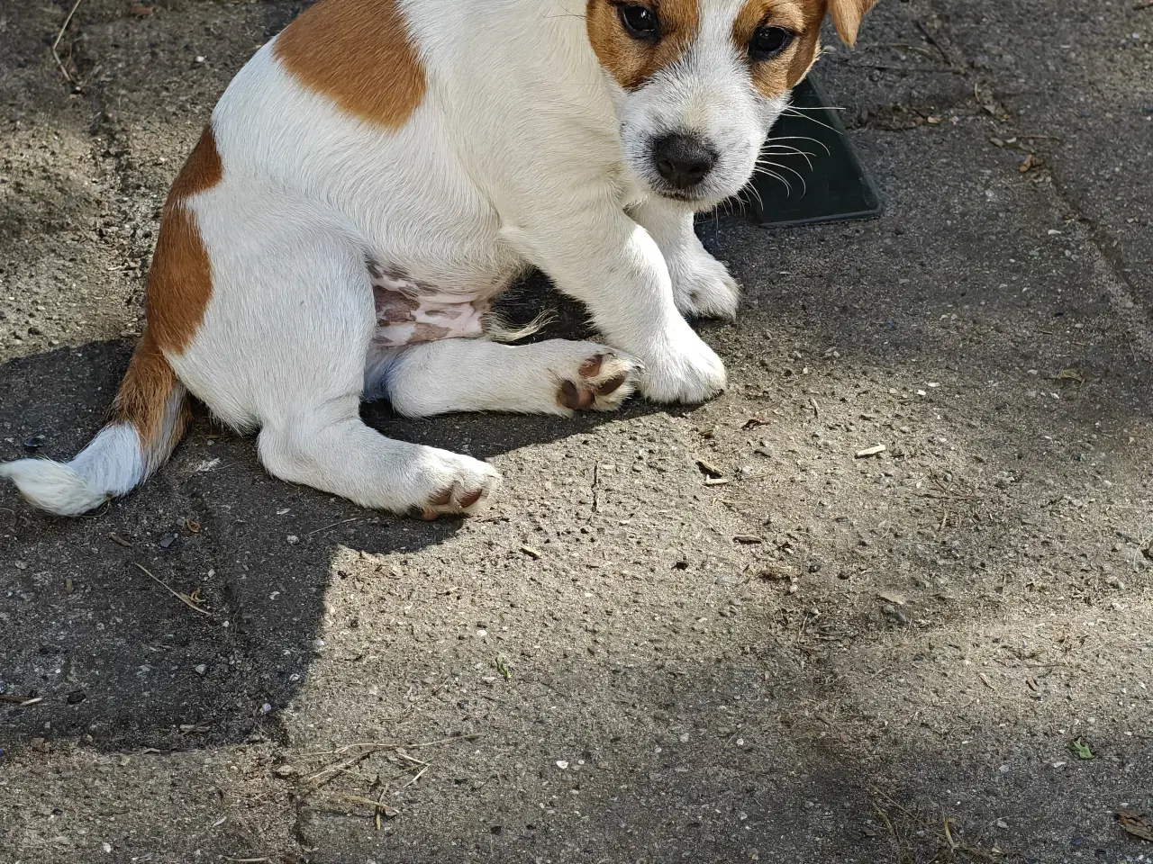 Billede 14 - Lækker Jack Russell Terrier hvalpe