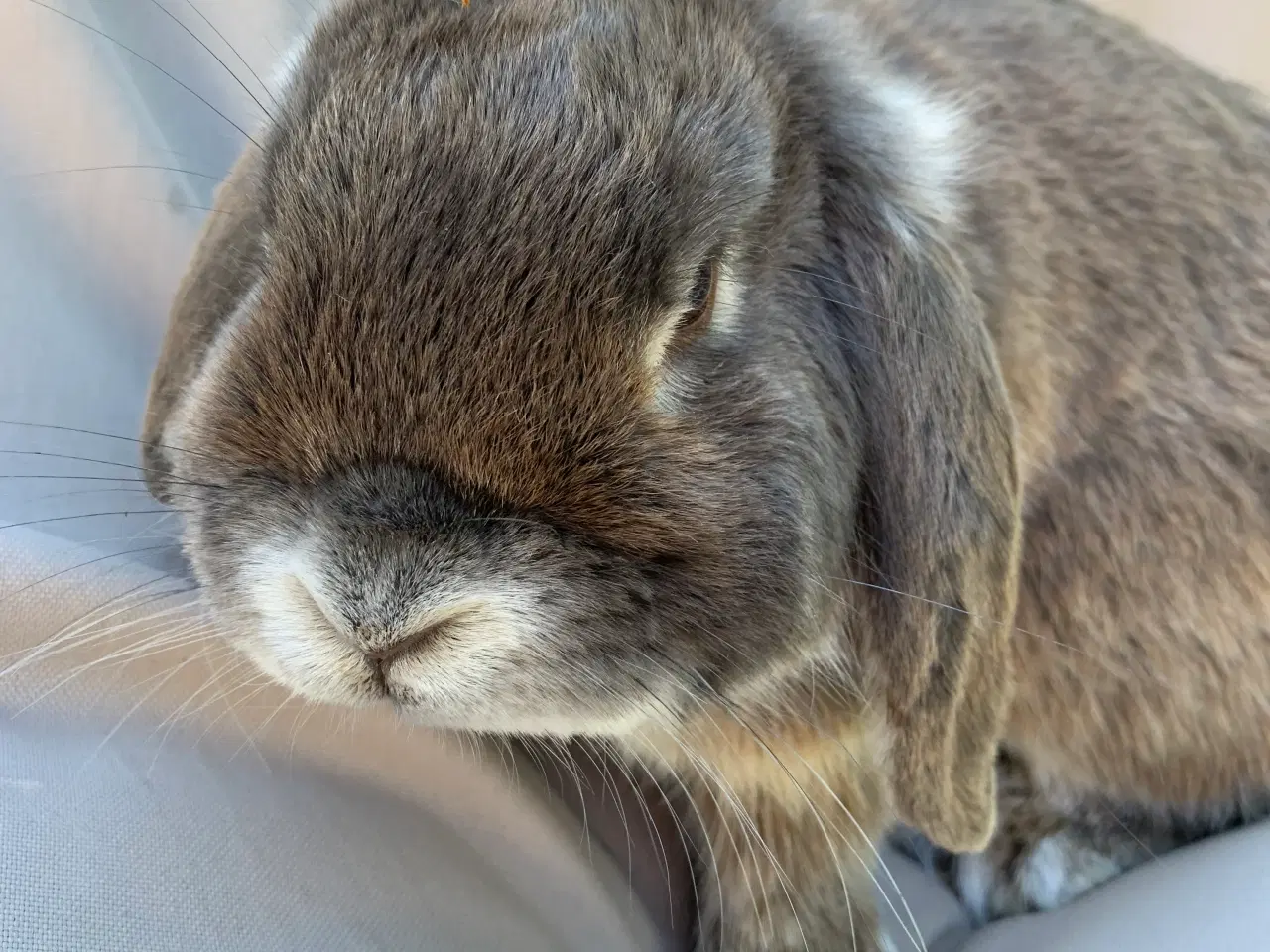 Billede 2 - Mini lop han 1 år gammel