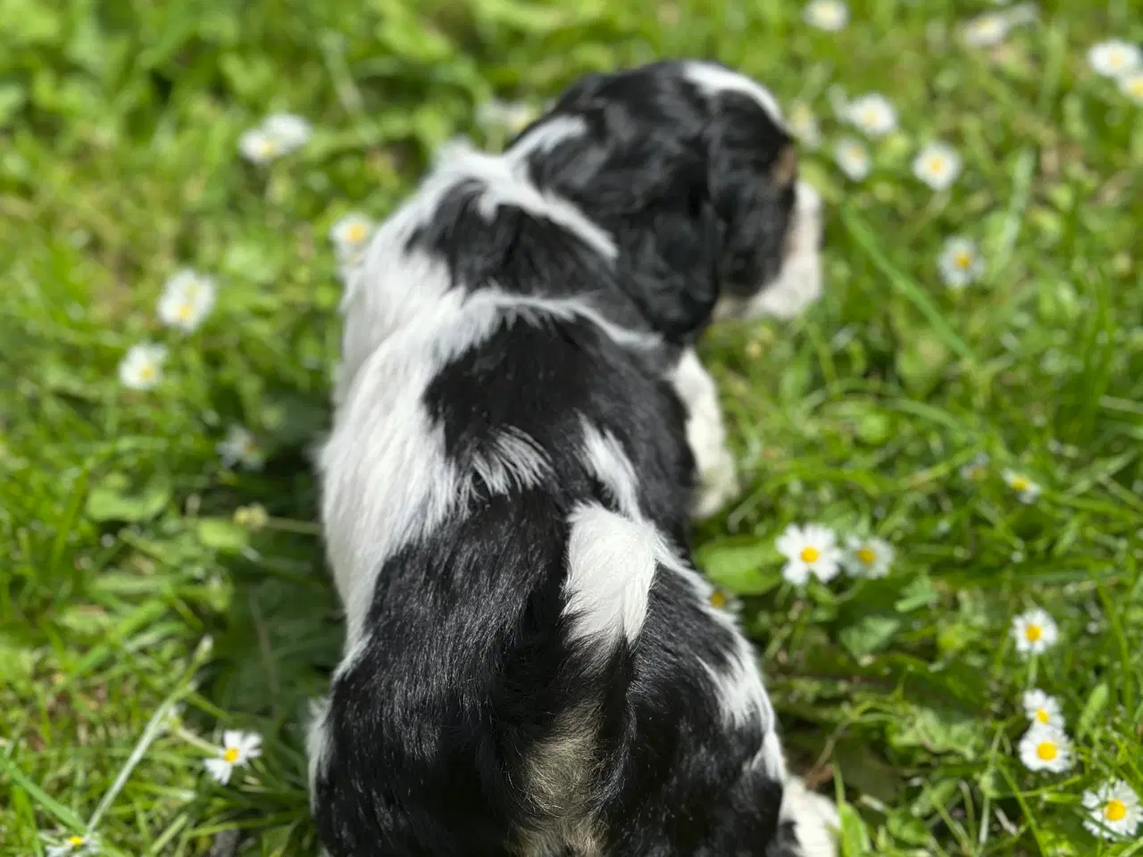 Billede 14 - Bichon Havanais