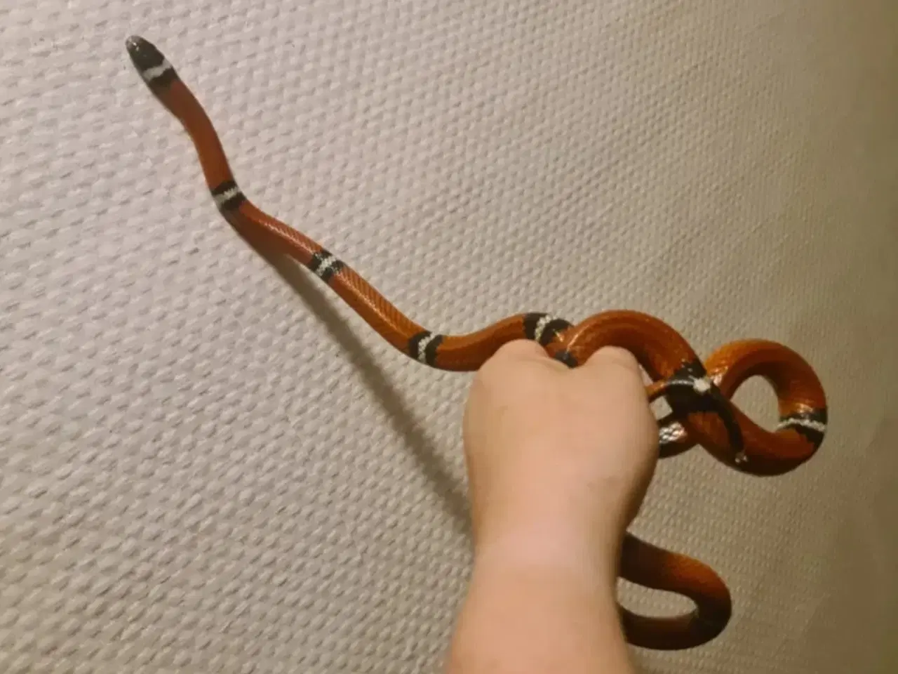 Billede 3 - Sinaloa snog inkl. terrarie