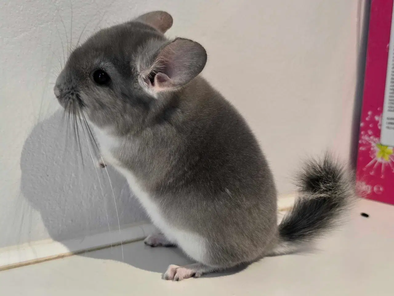 Billede 8 - Chinchilla unge