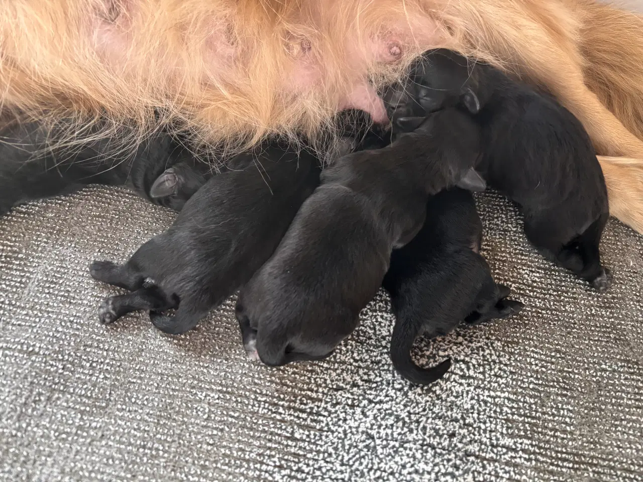 Billede 2 - Skønne Tibbepoo