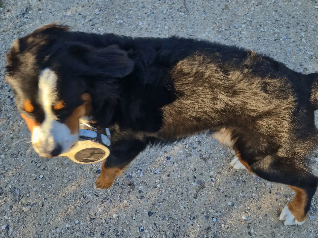 Billede 2 - Berner sennen Parring tilbydes