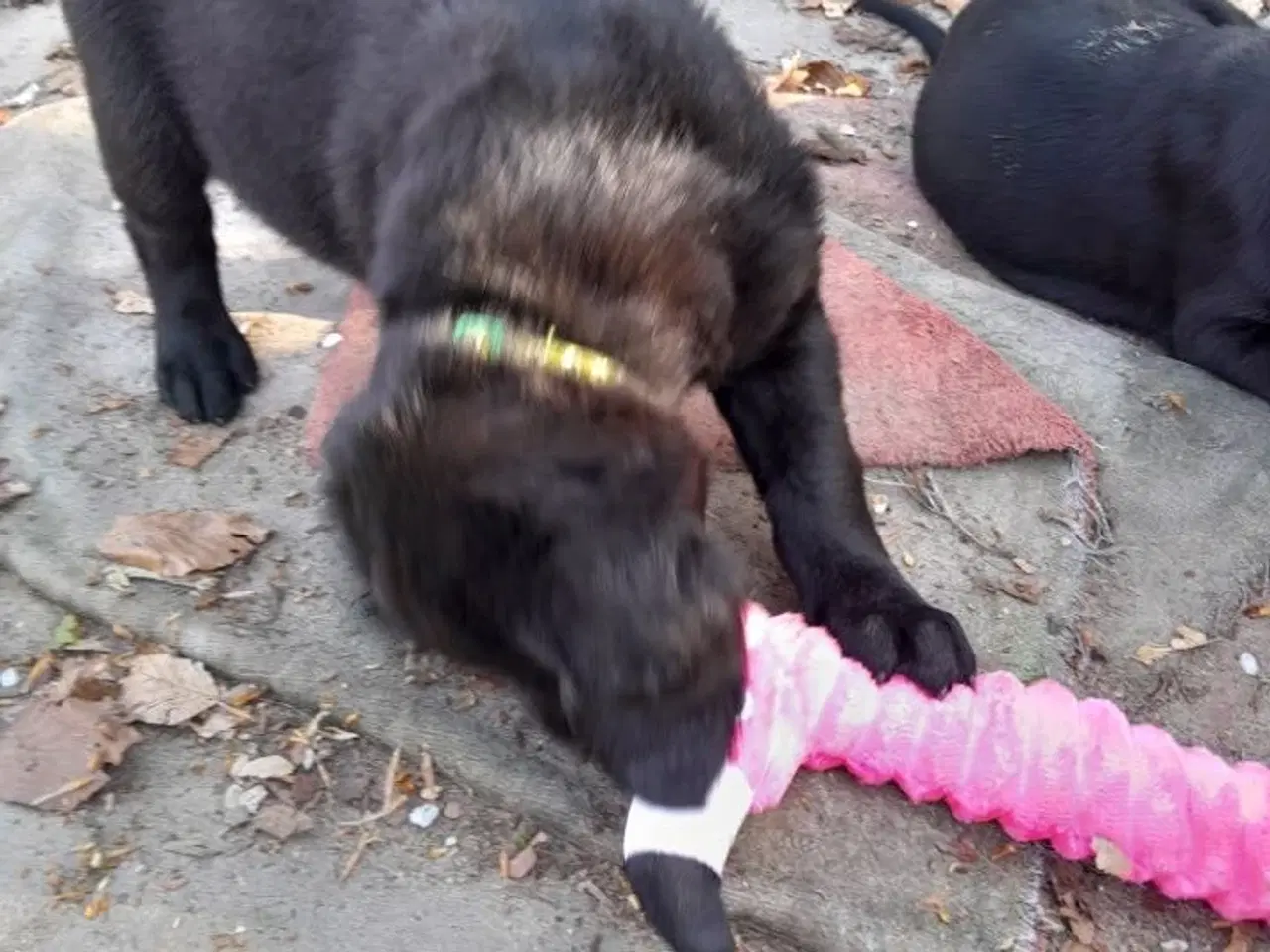 Billede 2 - Rottweiler og labrador blanding 