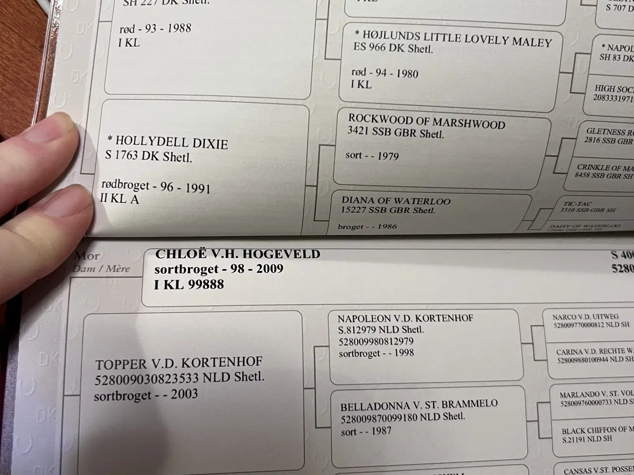 Billede 6 - Hingste føl