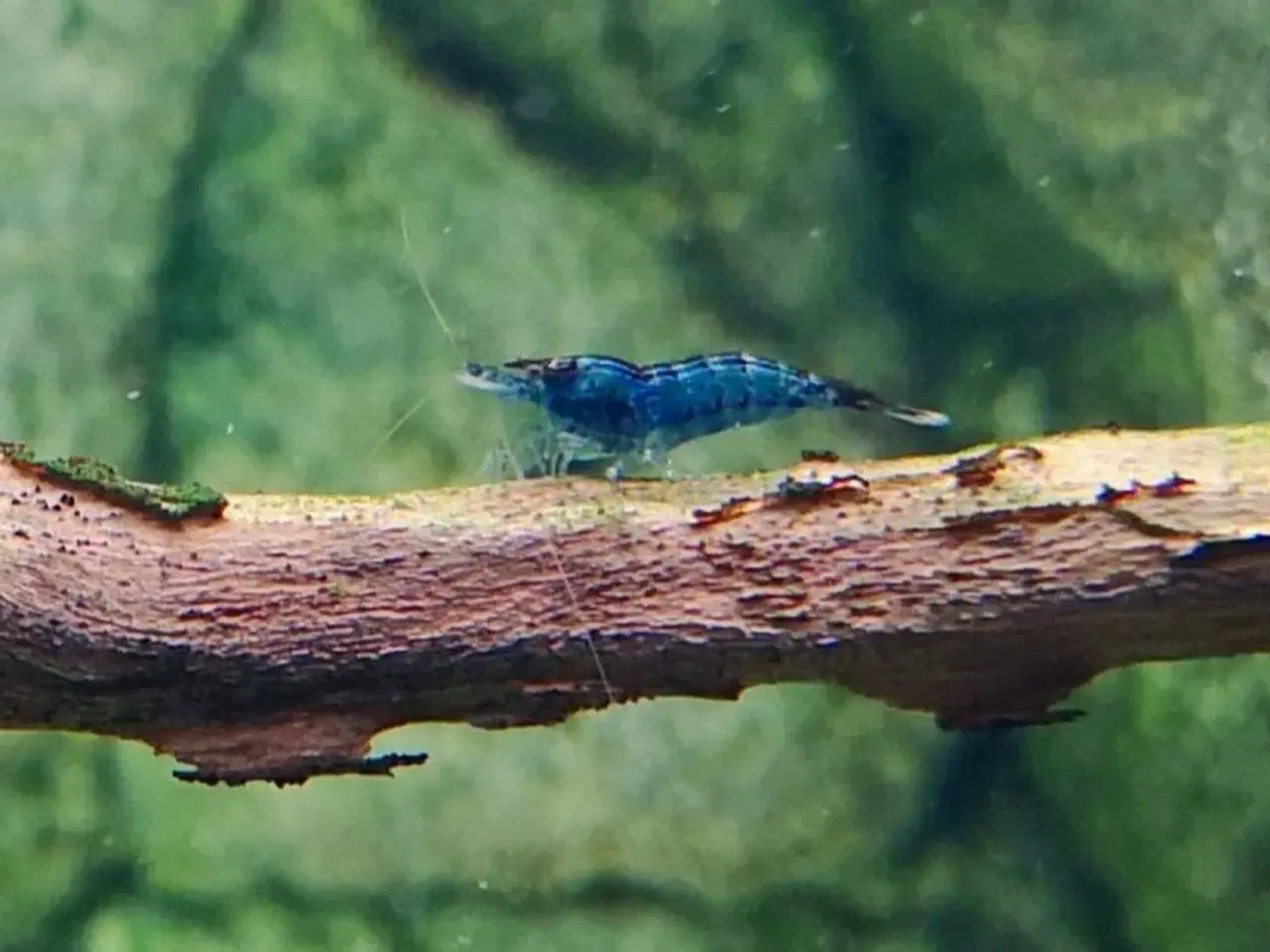 Billede 3 - Neocaridina Davidii Blue Dream rejer 