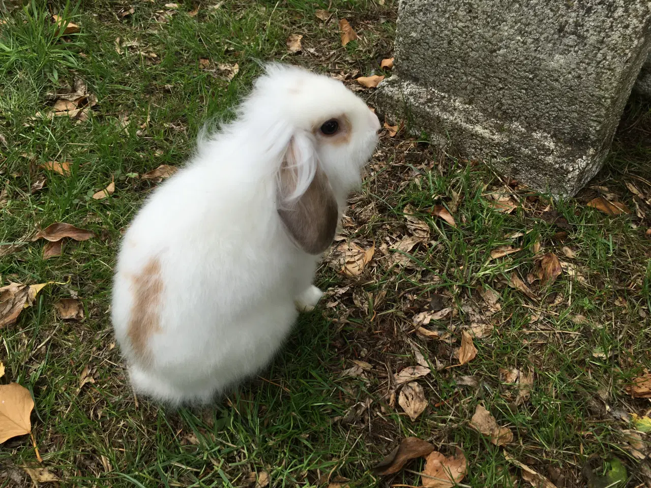 Billede 2 - Mille søger et kærligt hjem