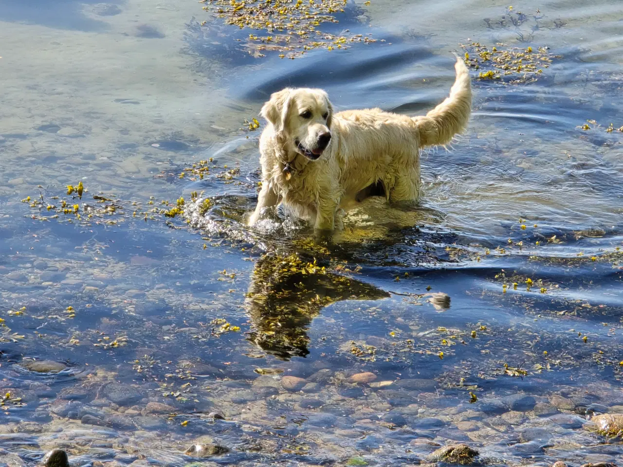 Billede 17 - Goldendoodle hvalpe søger nyt hjem.