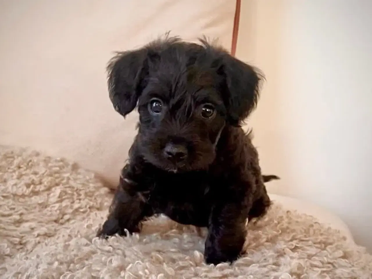 Billede 1 - Toy Puddel × Staffy hvalpe 🐾