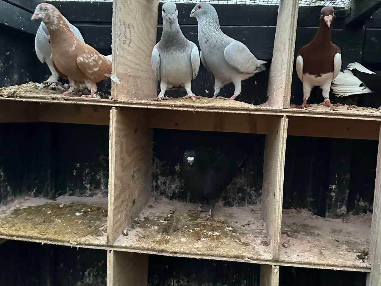 Billede 16 - Mange forskellige Arbisk race due