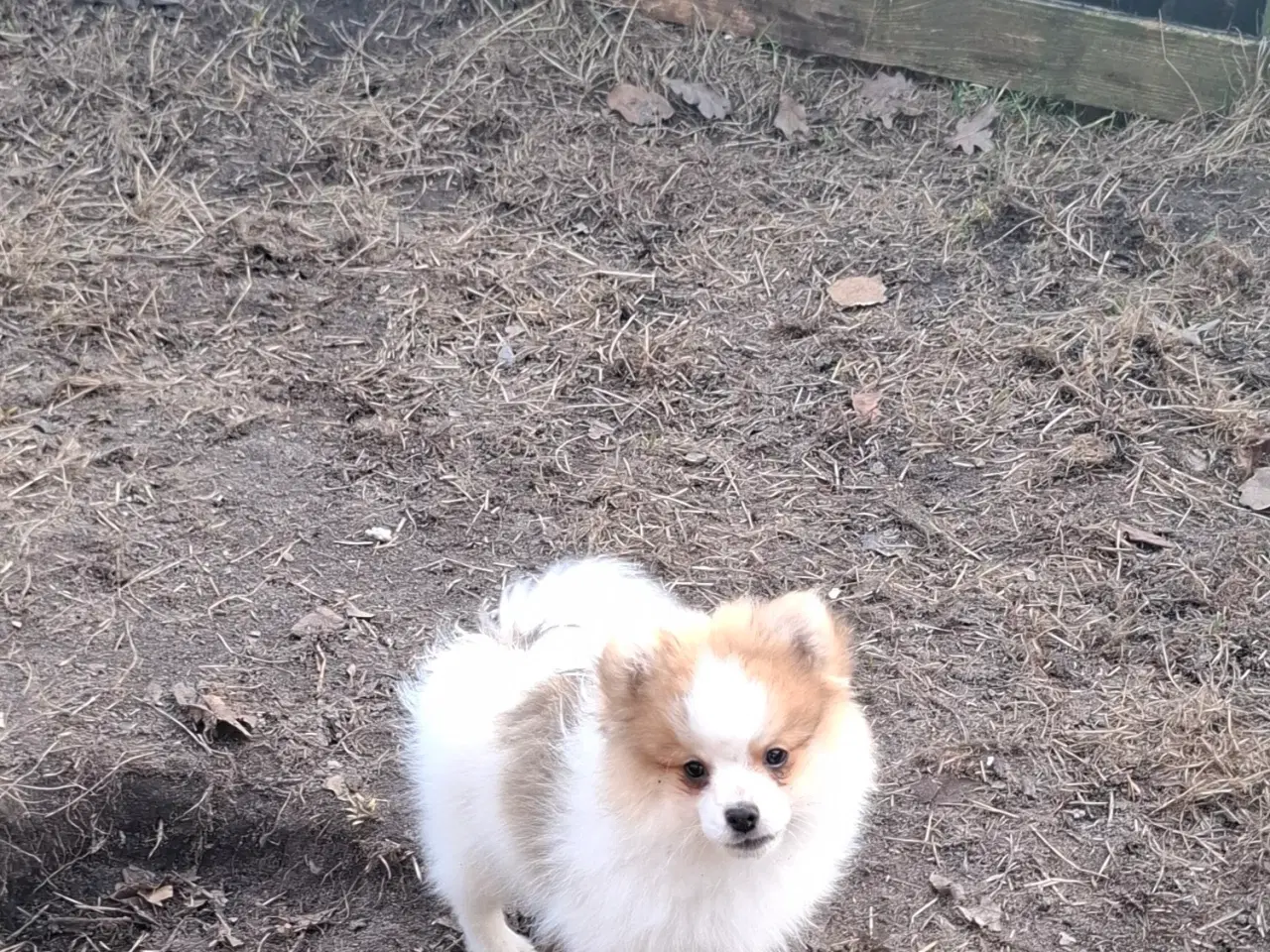 Billede 1 - Pommeranian m stambog må flytte nu