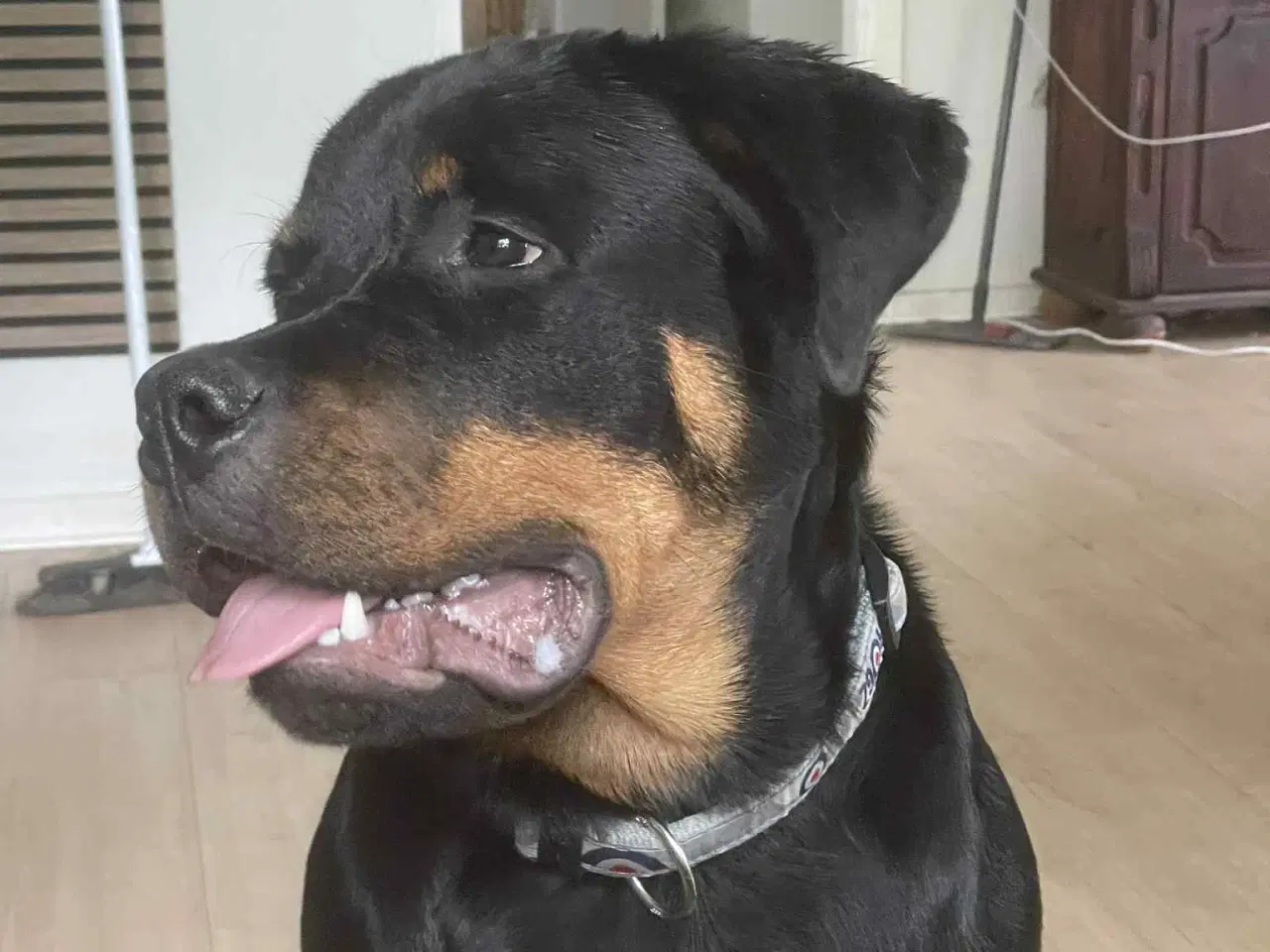 Billede 3 - Rottweiler 