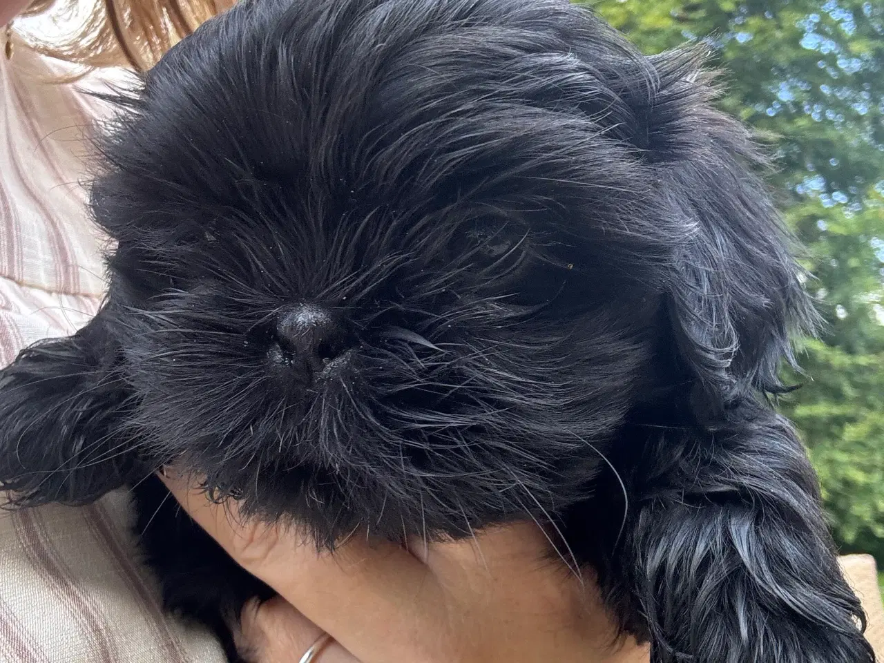 Billede 4 - Shih Tzu hvalp - Alfred 