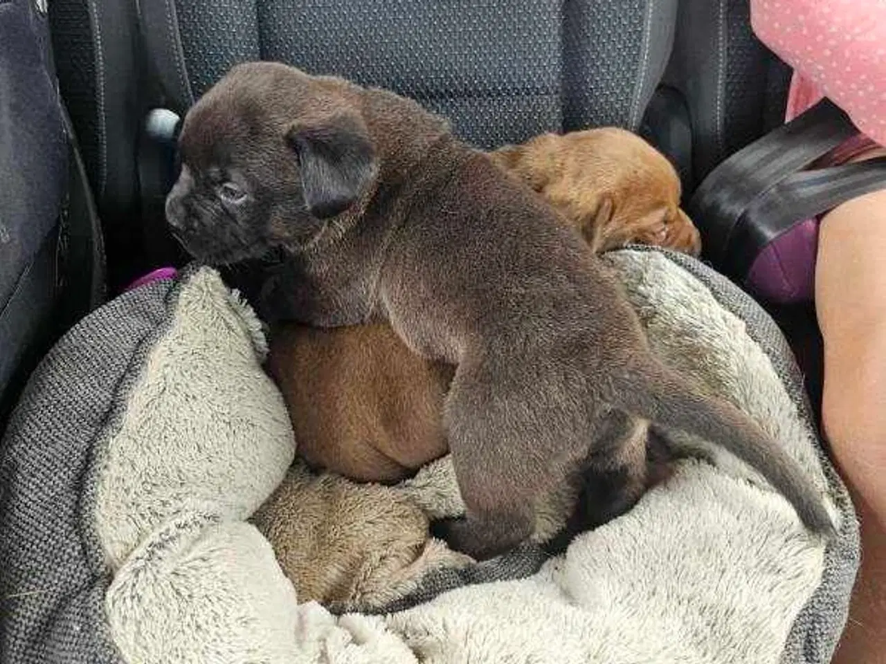 Billede 19 - Dogue de bordeaux blandings hvalpe