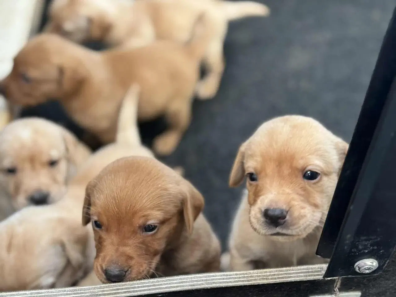 Billede 4 - Labrador retriever hvalpe med stamtavle.