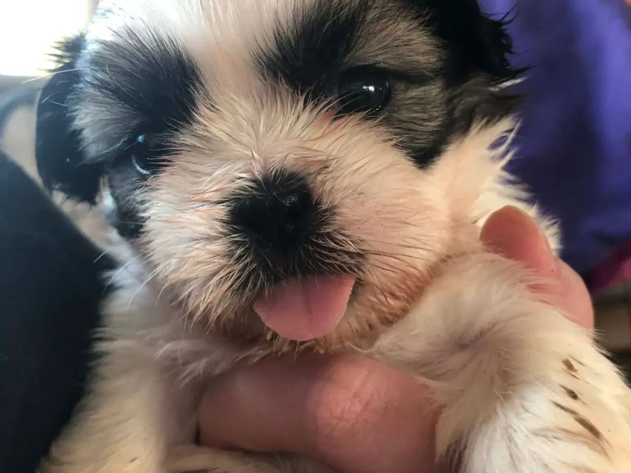 Billede 5 - Shih tzu hvalpe 5 uger med stamtavle