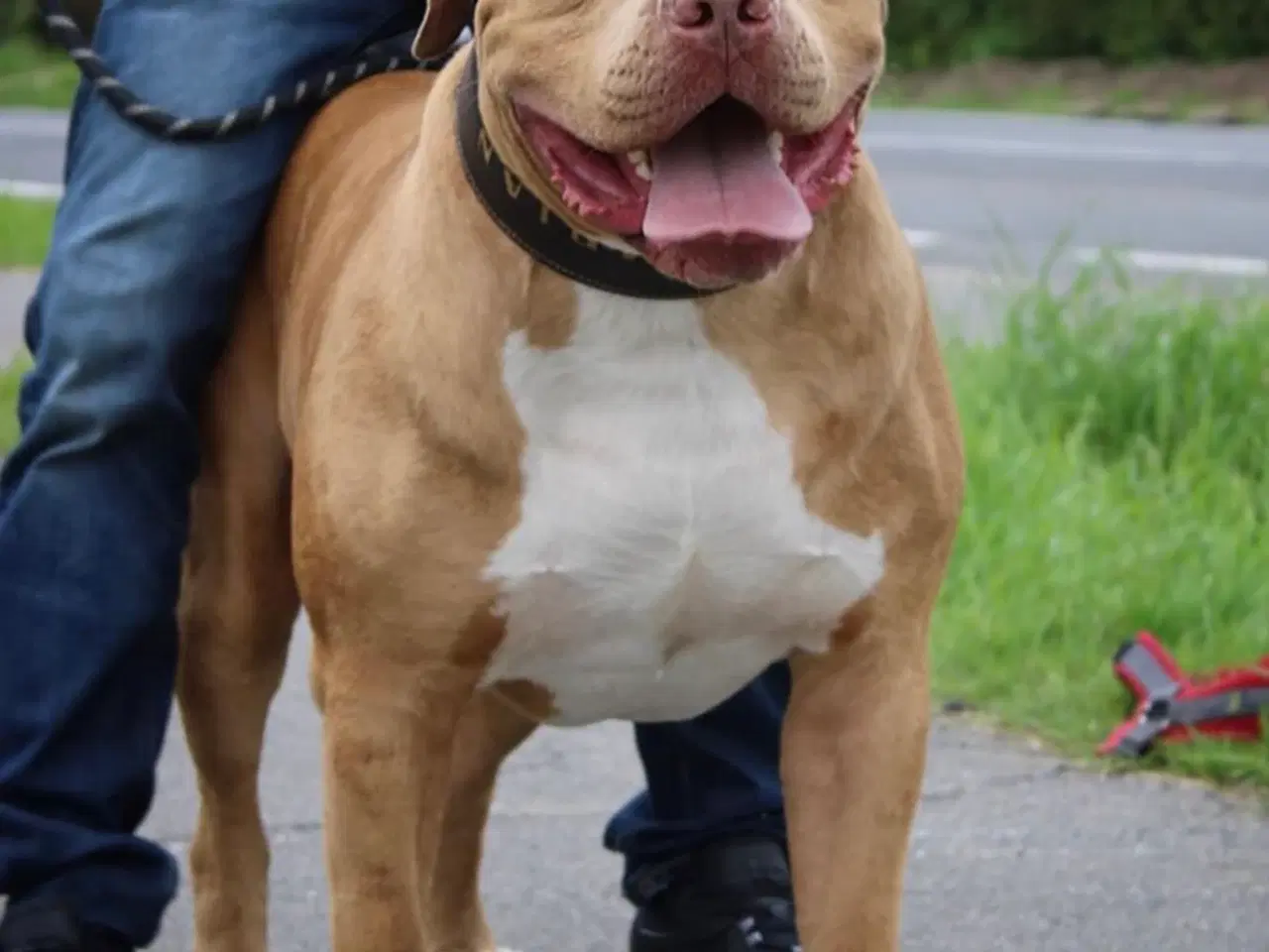 Billede 2 - Avl King Zeus American Bully