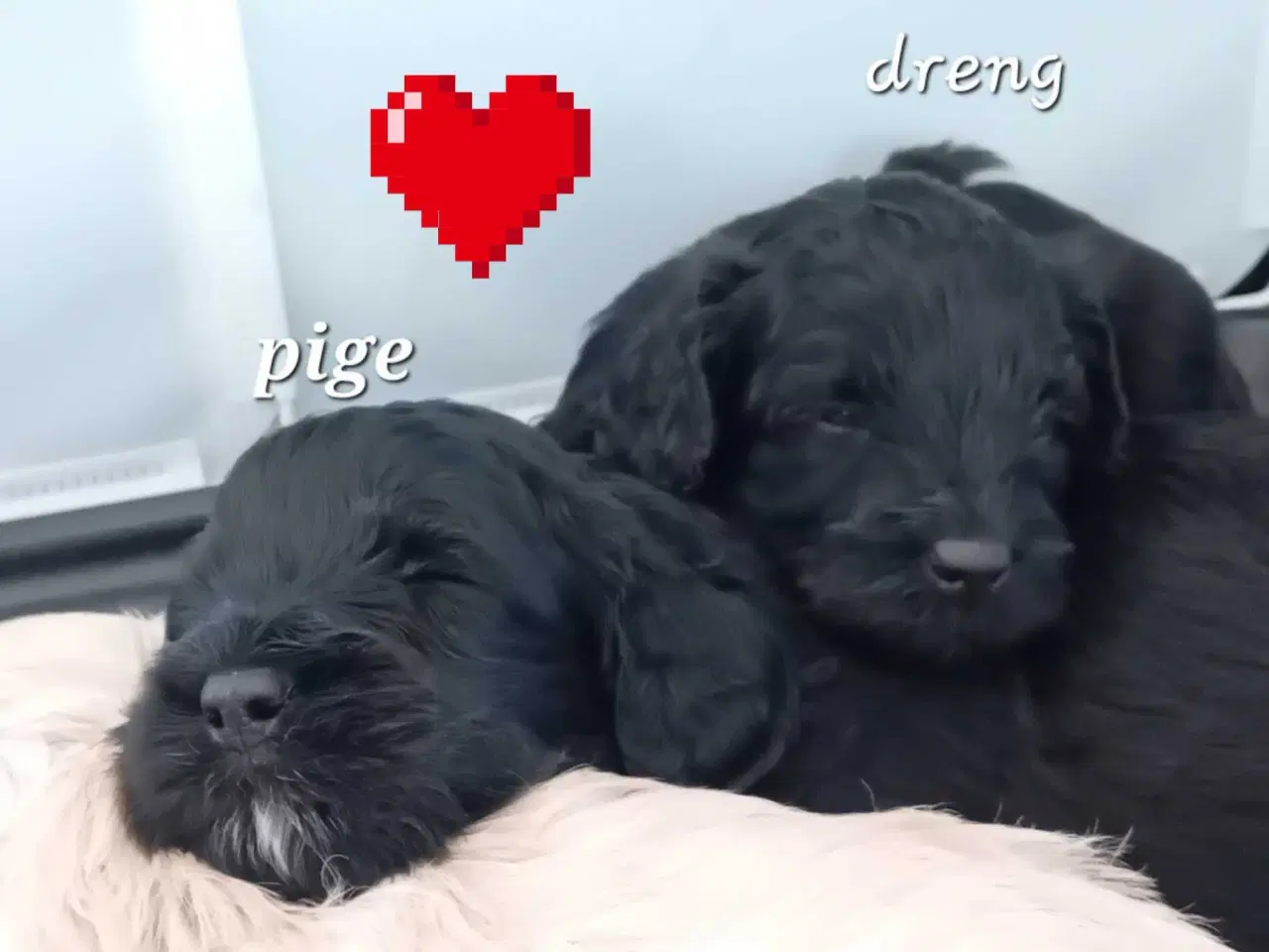 Billede 3 - Cavapoo F1B 