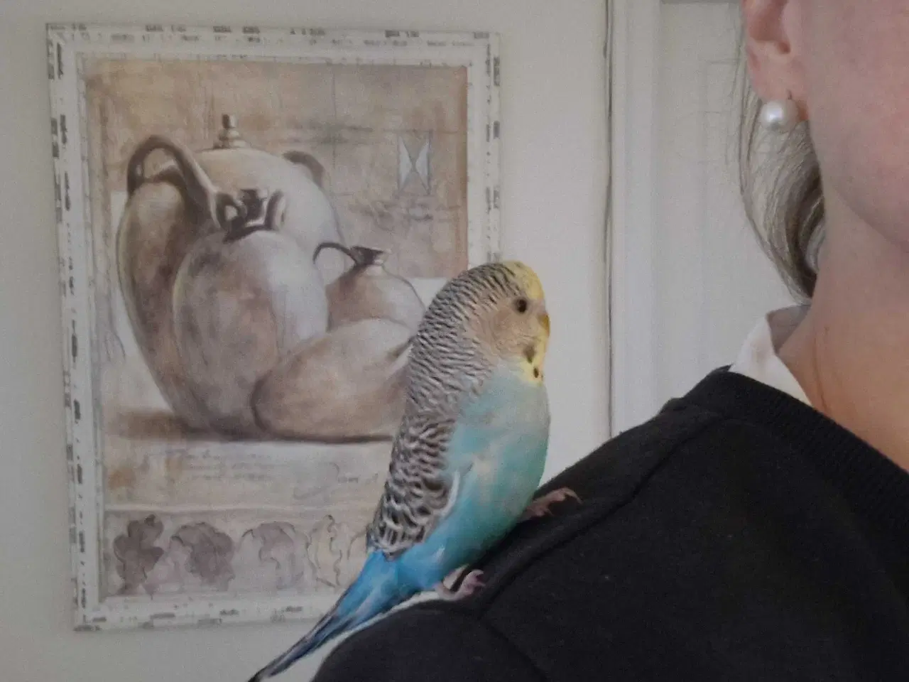 Billede 4 - Hånd Tam Baby Pige Undulat 