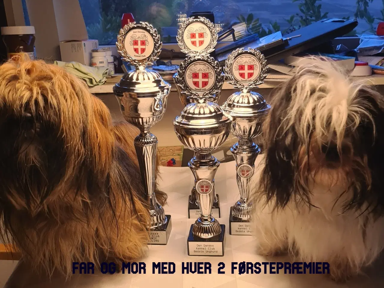 Billede 6 - ægte Lhasa Apso hvalpe 