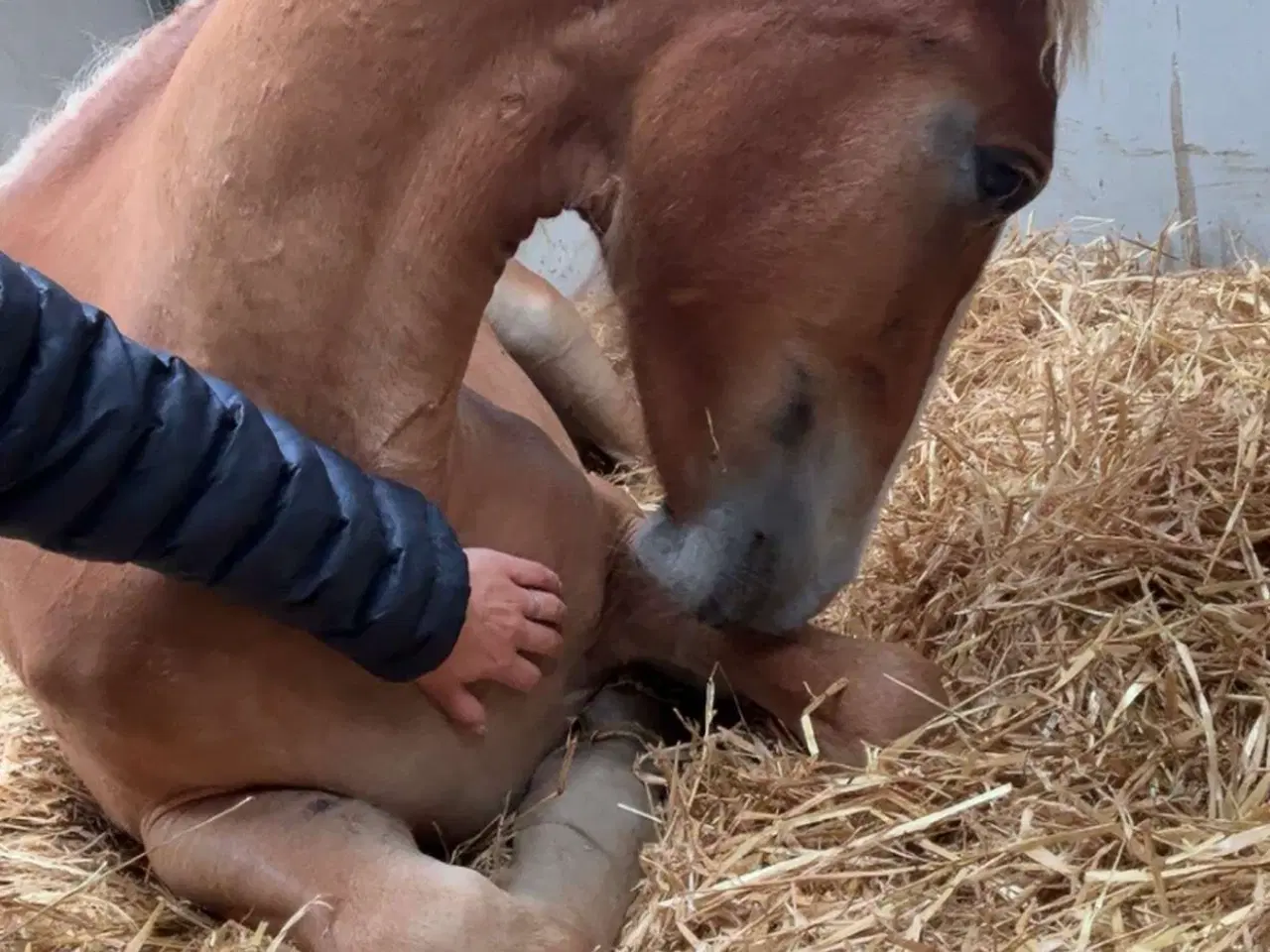 Billede 1 - Frederiksborg plag på 1,5 år vallak