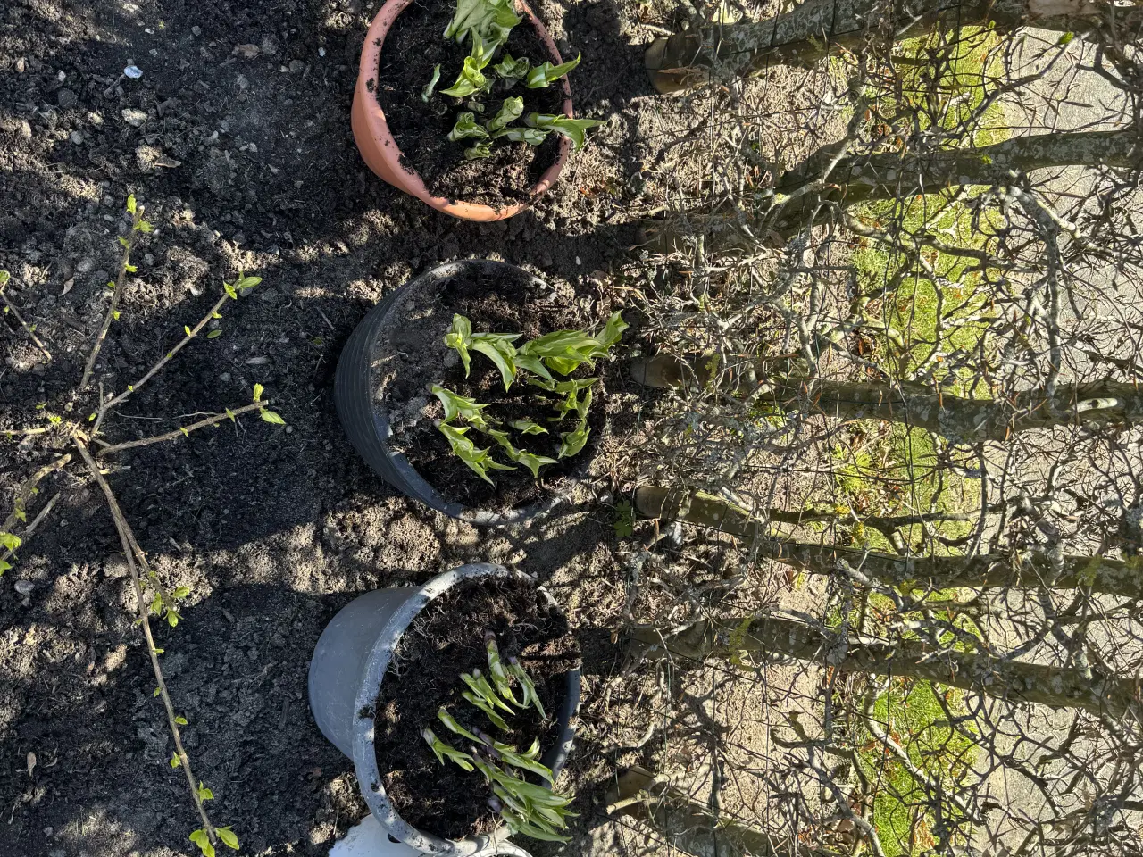 Billede 2 - Eksklusive store Hosta (Funkia) – kraftige 