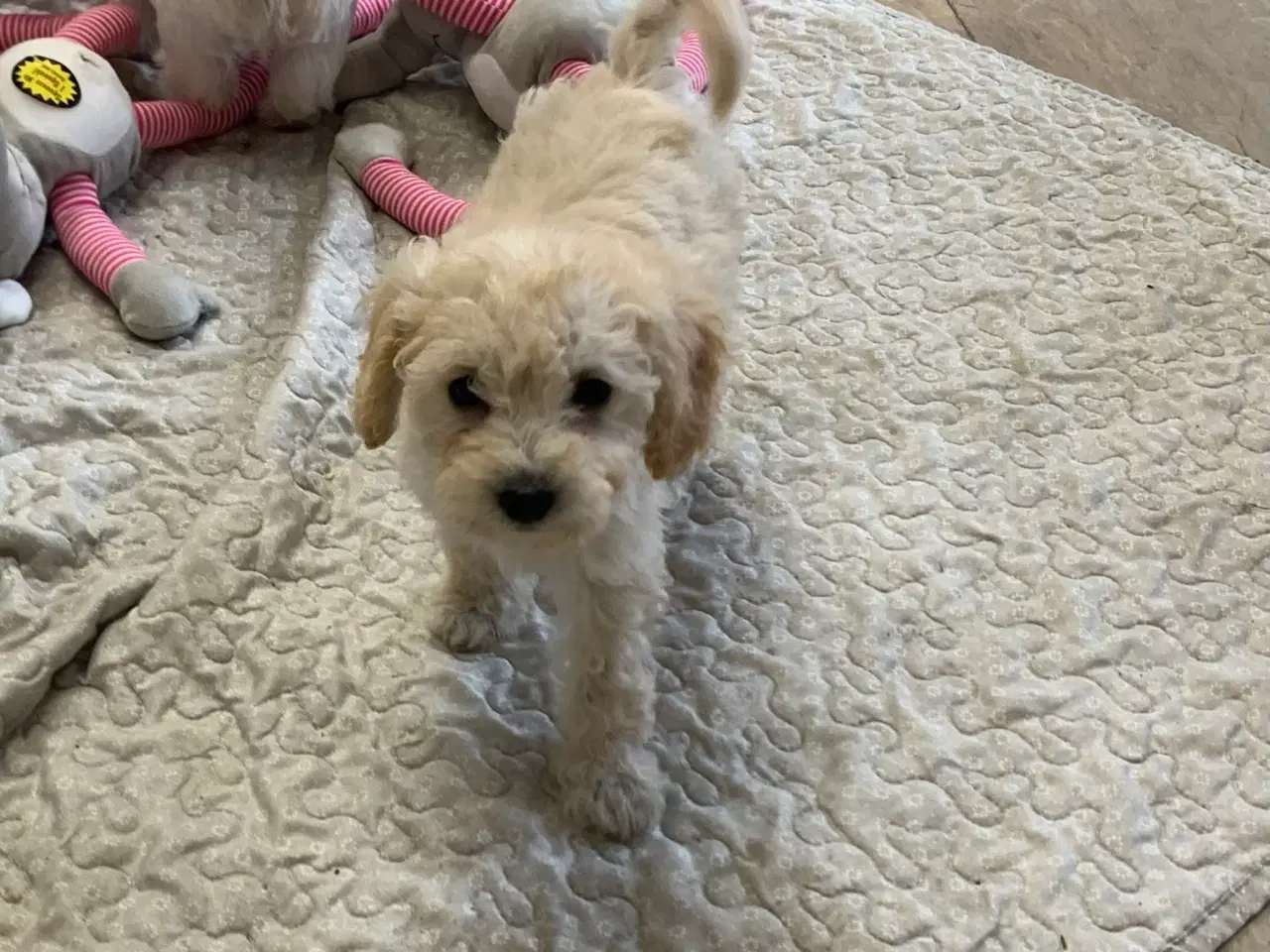 Billede 18 - Maltipoo babyer er rejse klar nu 