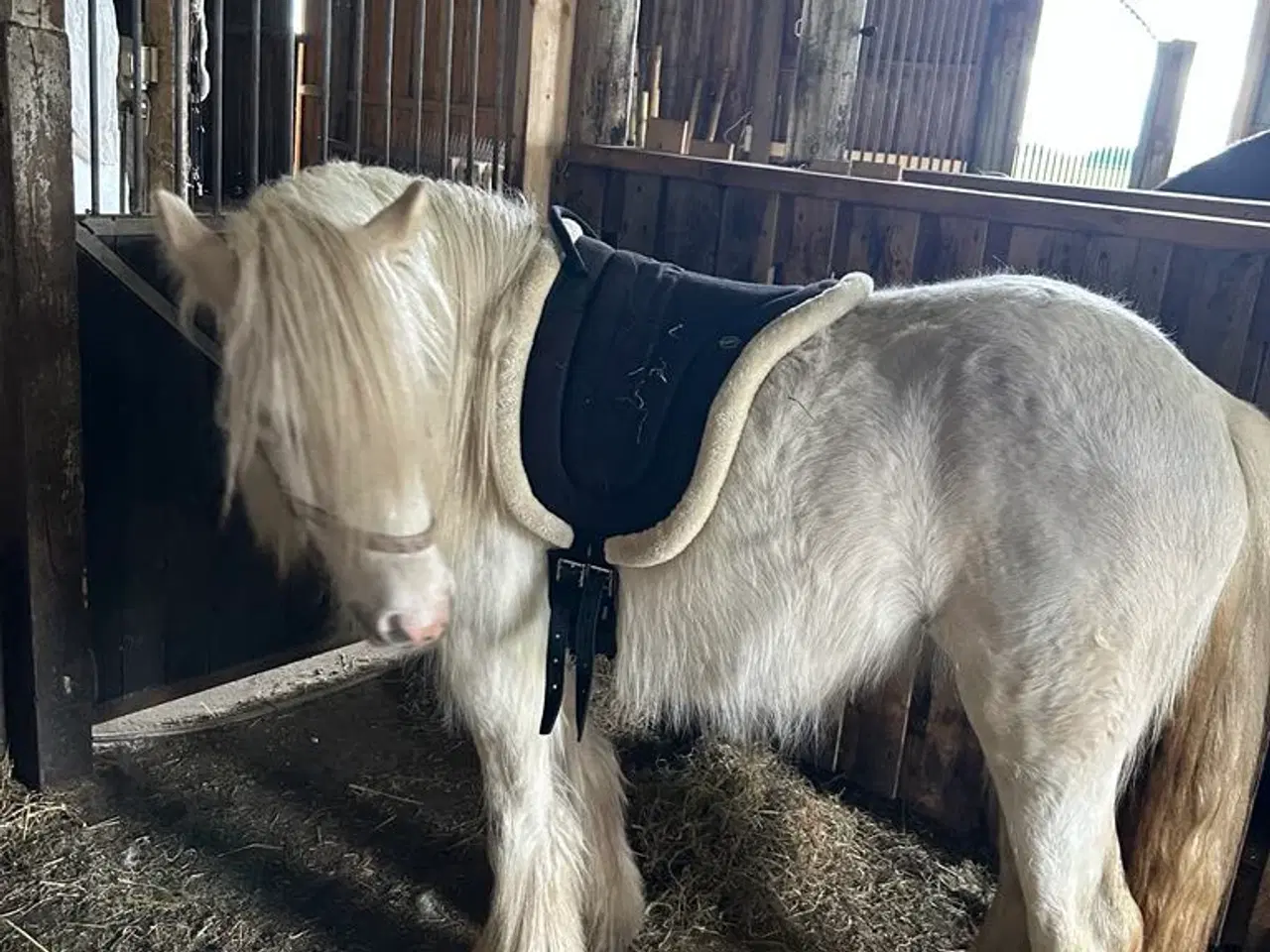 Billede 7 - Irish Cob - Tinker hoppe - 2 år